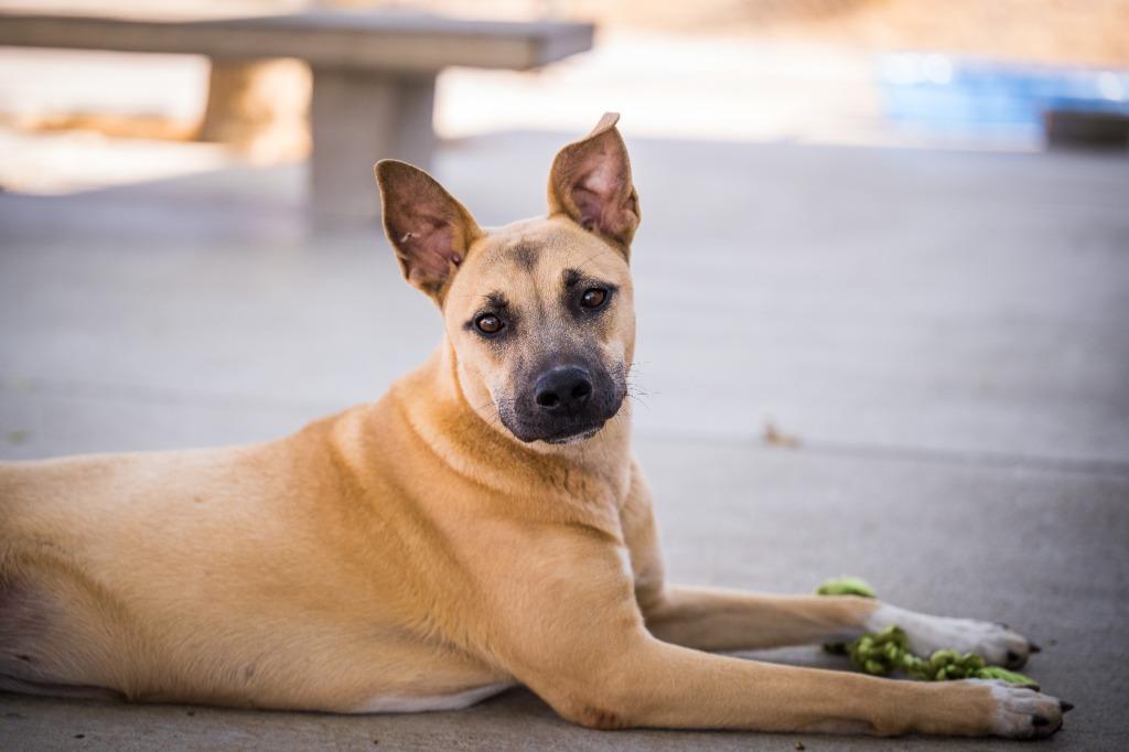 Hazel, a Adoptable mixed breed in Twentynine Palms, CA image 4/6