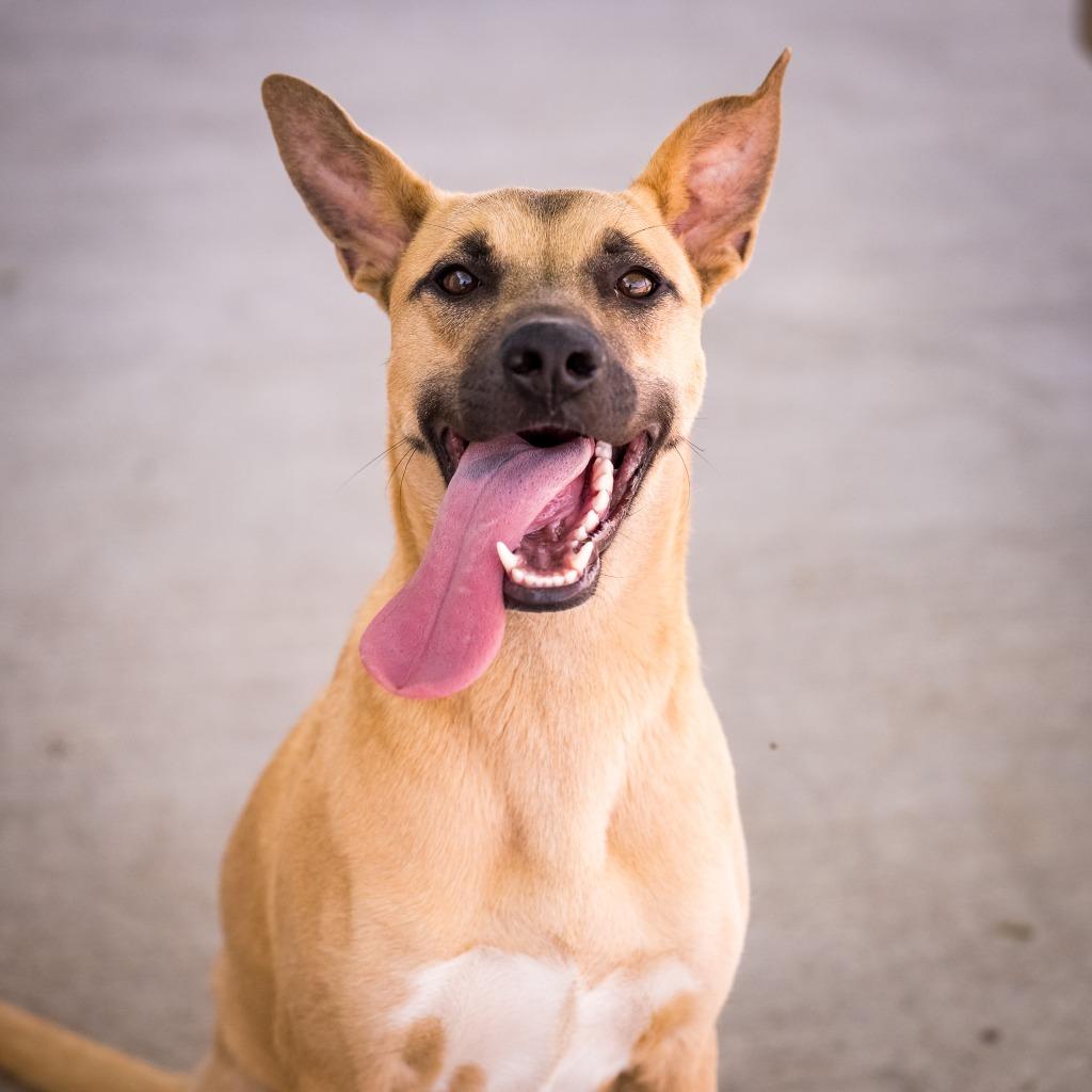 Hazel, a Adoptable mixed breed in Twentynine Palms, CA image 5/6