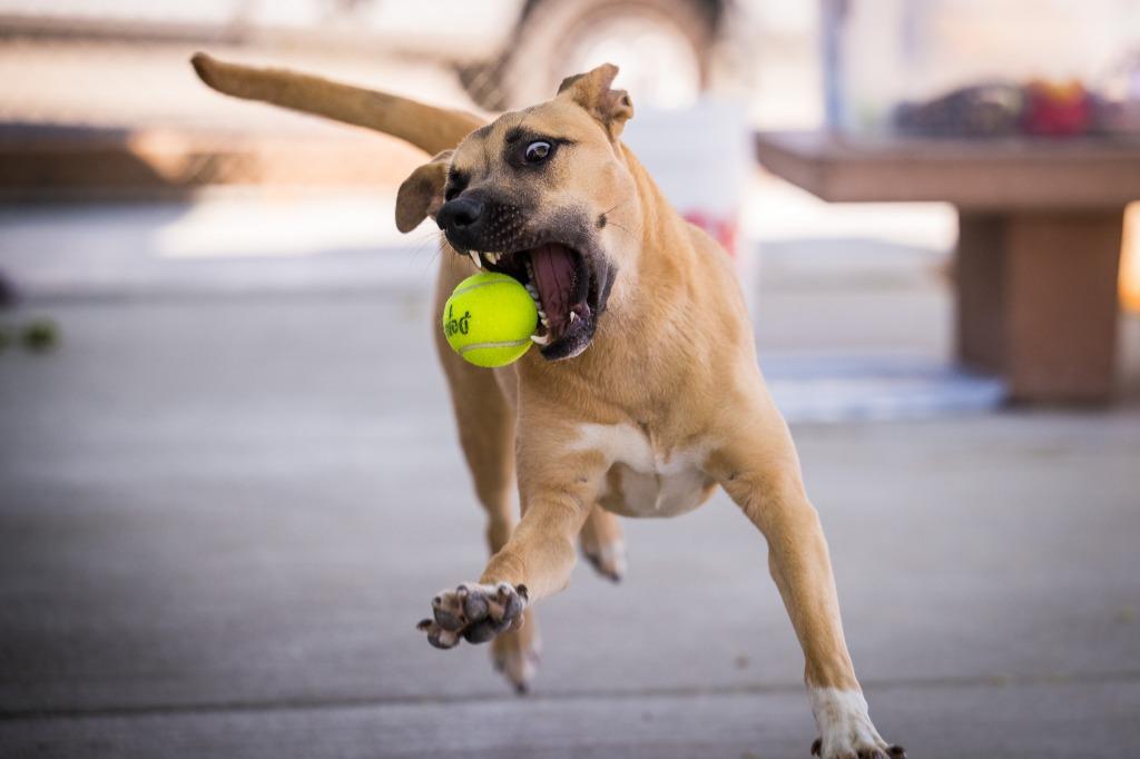 Hazel, a Adoptable mixed breed in Twentynine Palms, CA image 6/6