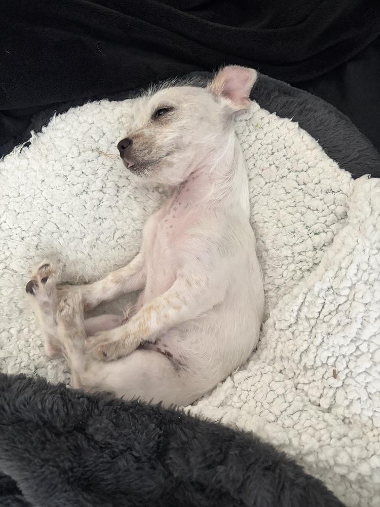 Bernie, Adoptable, Puppy Male Terrier & Chihuahua.
