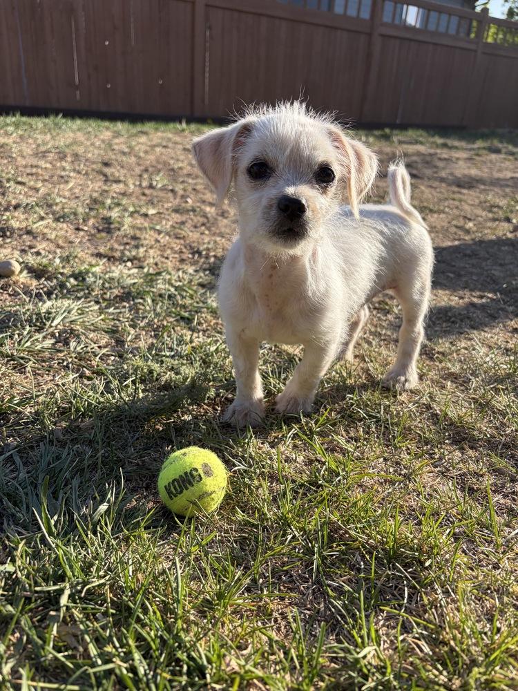 Bernie, a Adoptable mixed breed in Denver, CO image 3/6