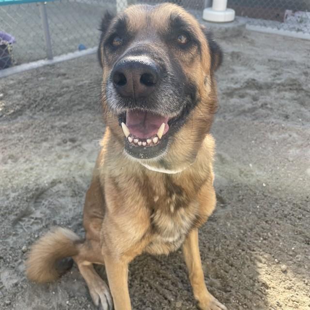 Enlarge BELLA, a Adoptable German Shepherd Dog in Thousand Palms, CA image 1/1