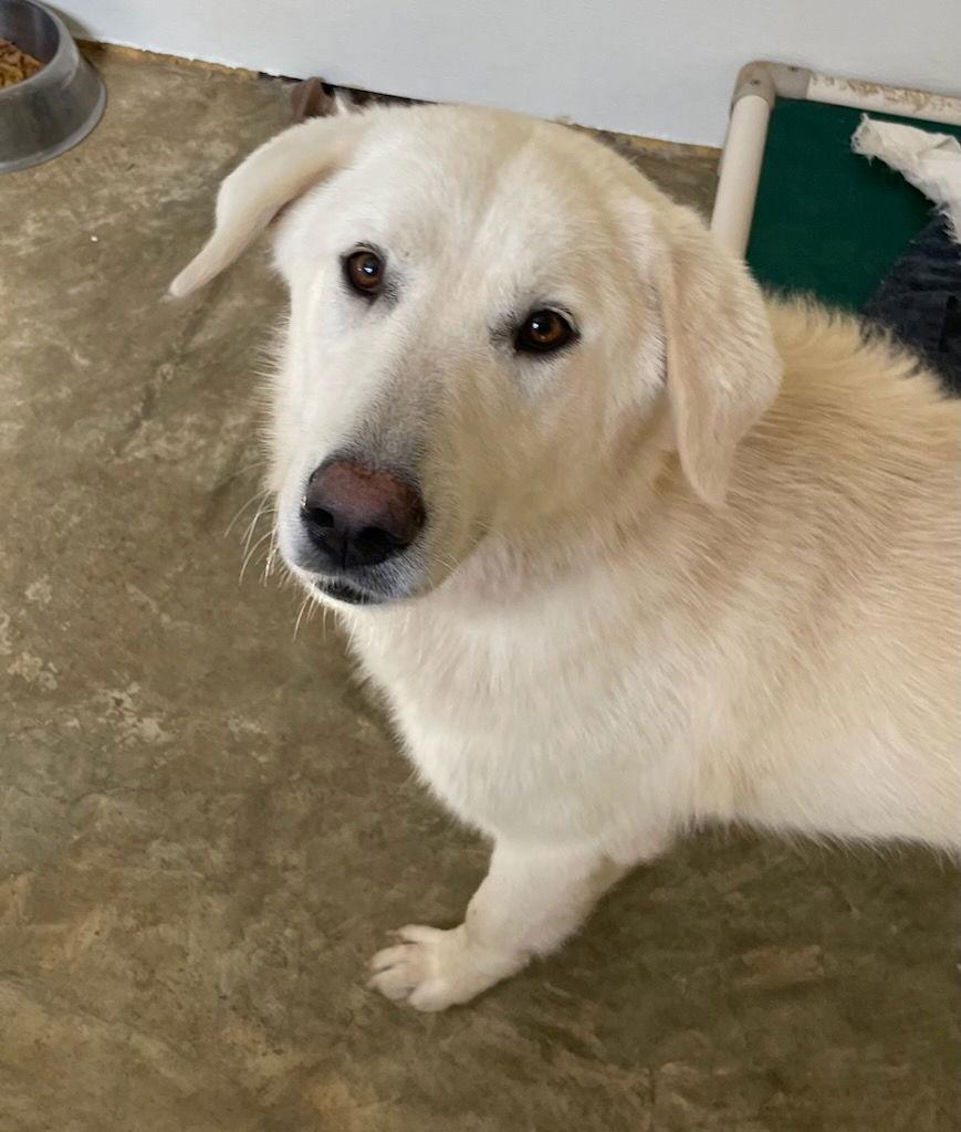 Snow, a Adoptable Great Pyrenees in Croydon, NH image 2/3