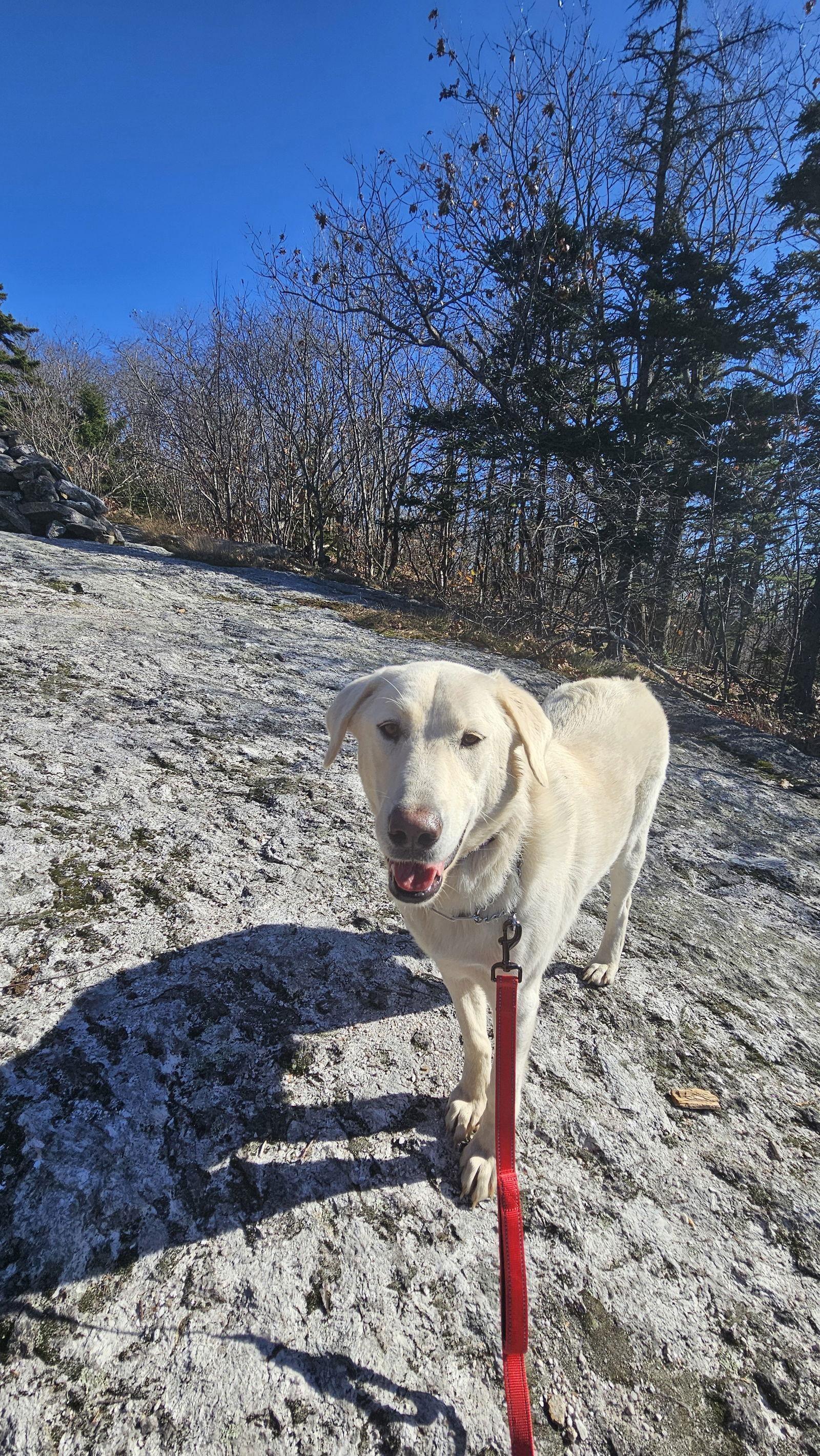 Snow, a Adoptable Great Pyrenees in Croydon, NH image 3/3