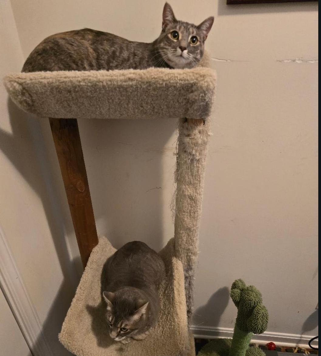 Daisy, a Adoptable Domestic Short Hair in Maineville, OH image 2/5