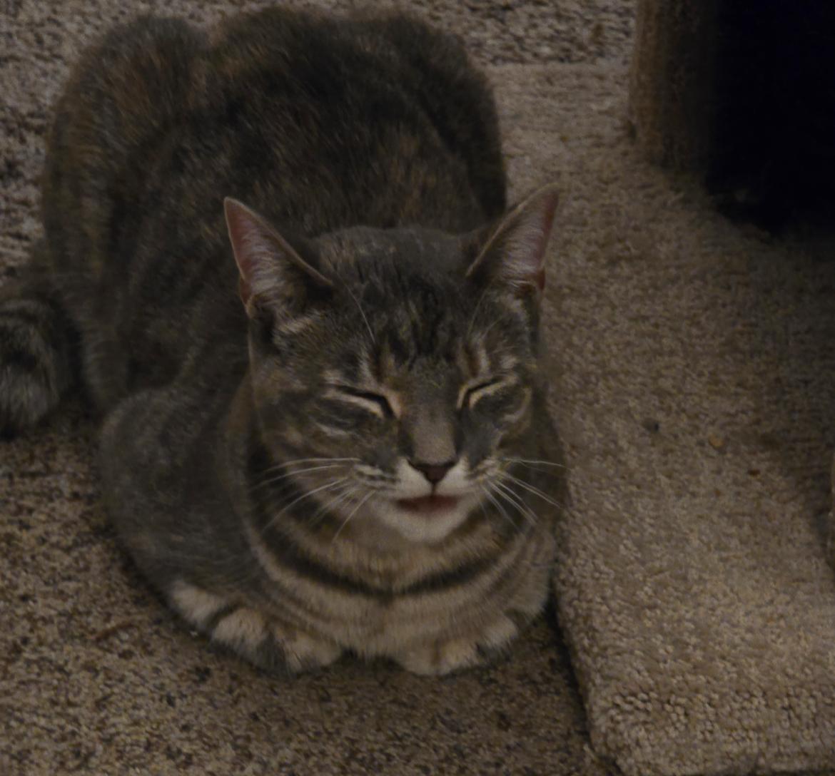 Daisy, a Adoptable Domestic Short Hair in Maineville, OH image 3/5