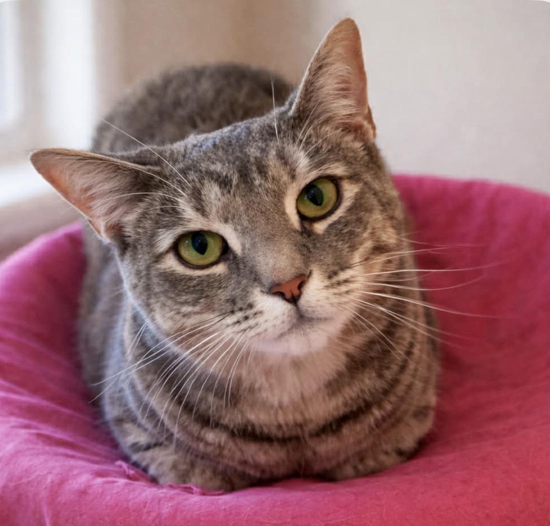 Daisy, Adoptable, Young Female Domestic Short Hair.