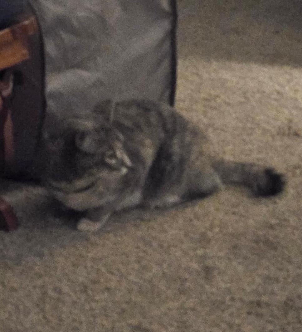 Daisy, a Adoptable Domestic Short Hair in Maineville, OH image 4/5