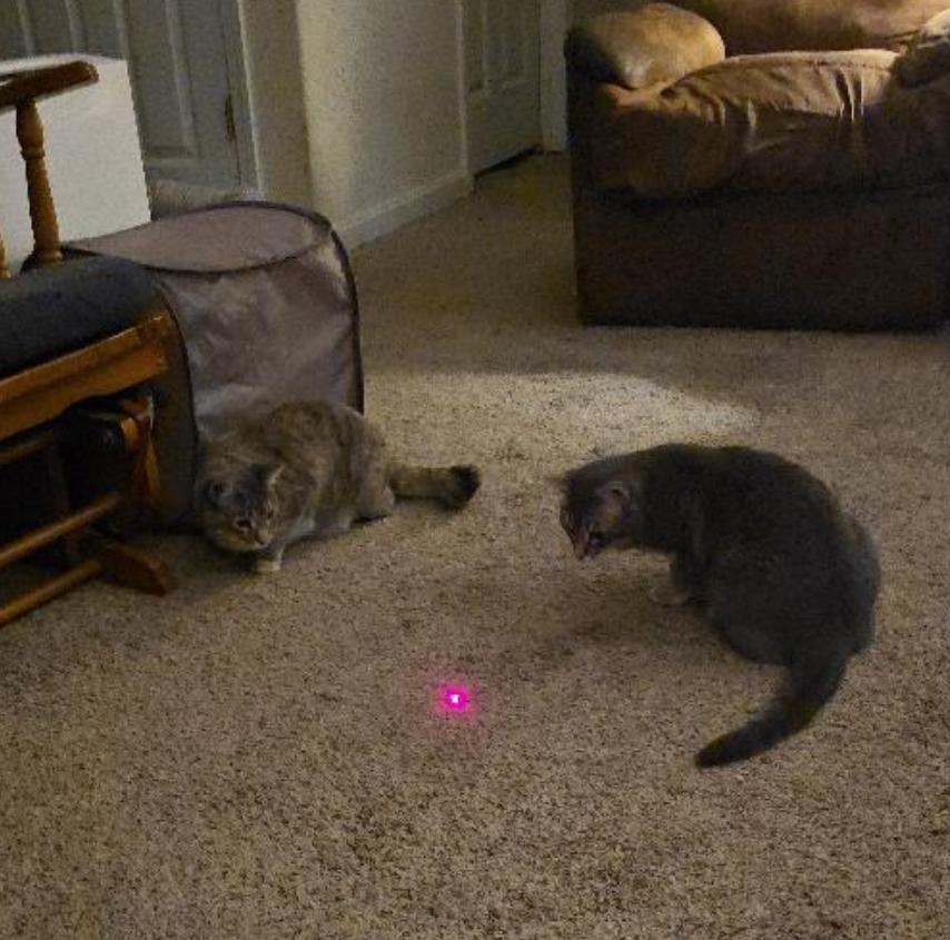 Daisy, a Adoptable Domestic Short Hair in Maineville, OH image 5/5