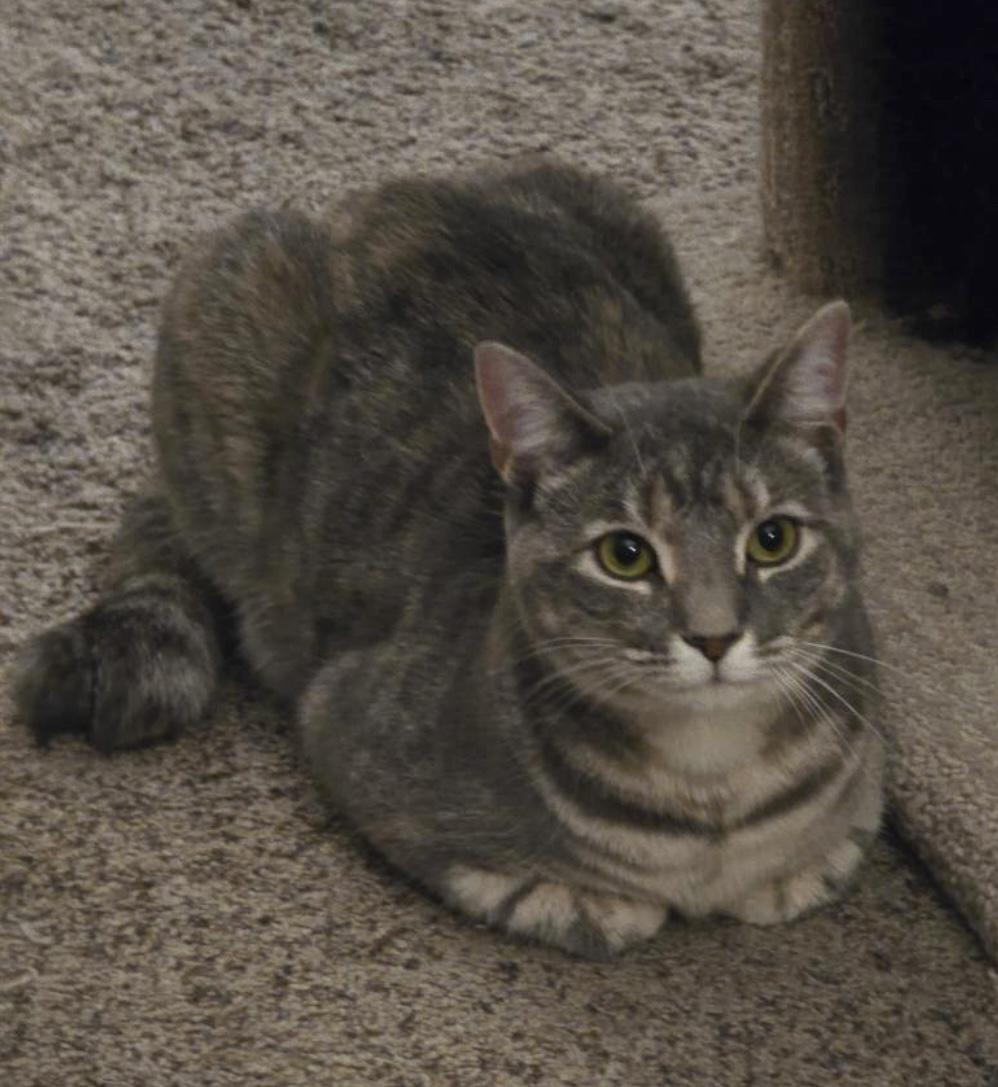 Daisy, Adoptable, Young Female Domestic Short Hair.