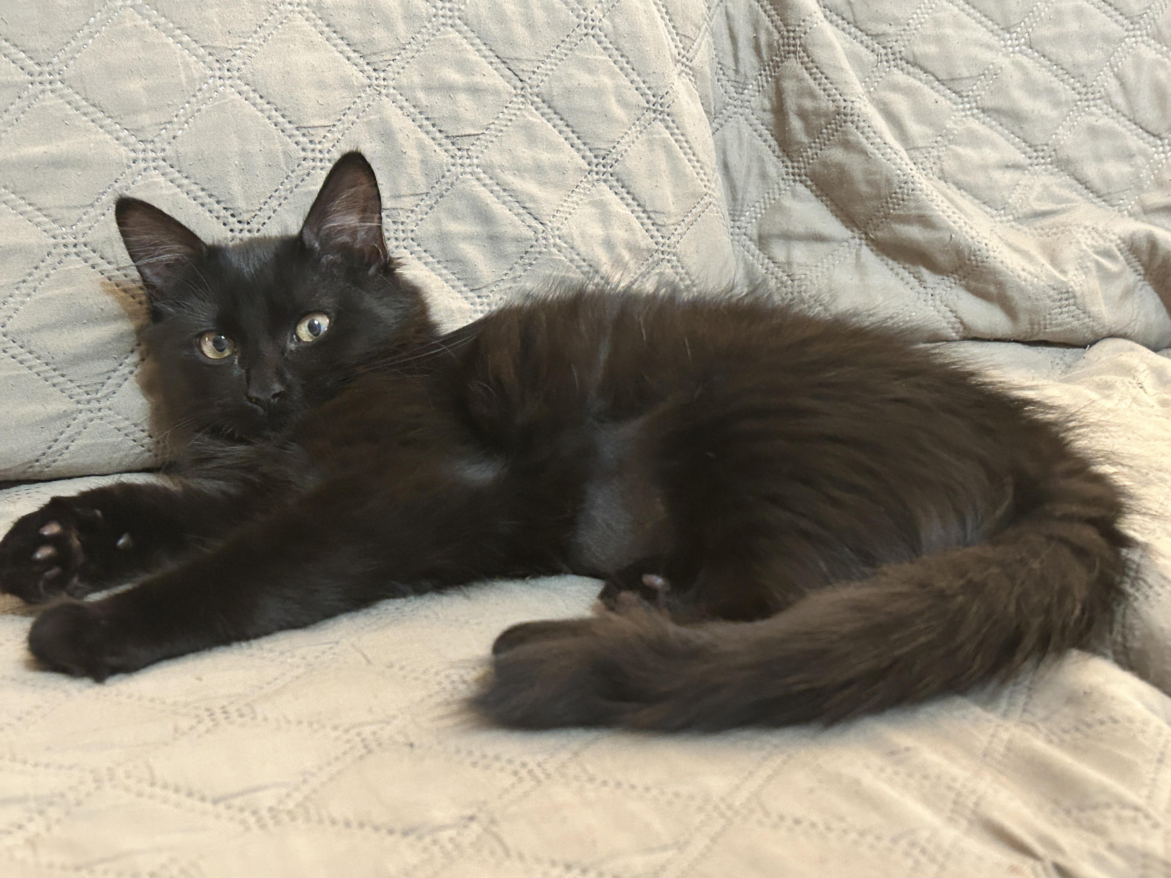 Enlarge Zassy/Zazzy (Fun & Loving), a Adoptable mixed breed in East Hartford, CT image 3/4