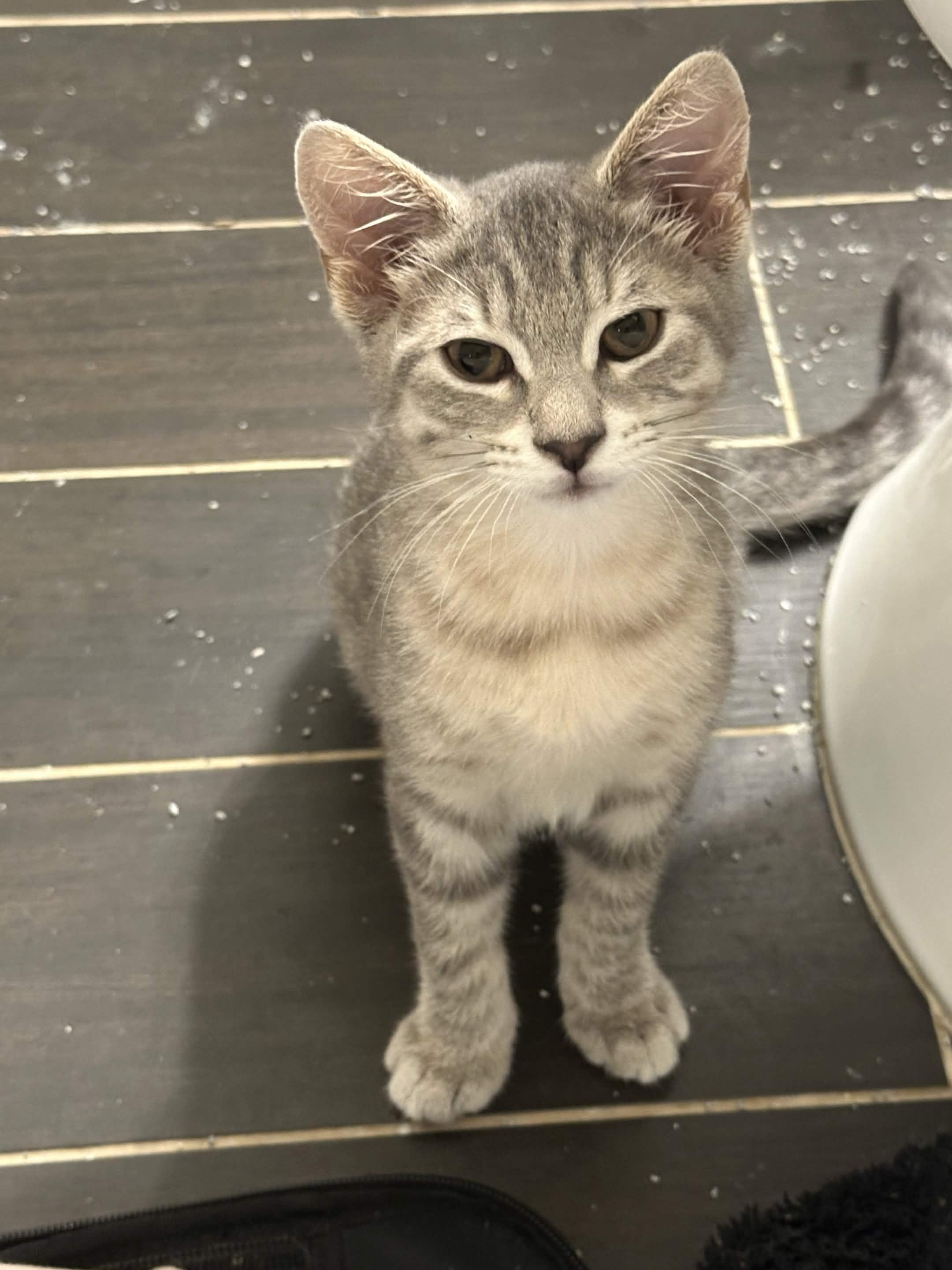 4 Kittens (Legolas, Aragorn, Frodo, Samwise), a ADOPTABLE Domestic Short Hair in Weehawken, NJ image 6/6