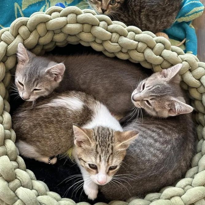 4 Kittens (Legolas, Aragorn, Frodo, Samwise), ADOPTABLE, Kitten Male Domestic Short Hair.