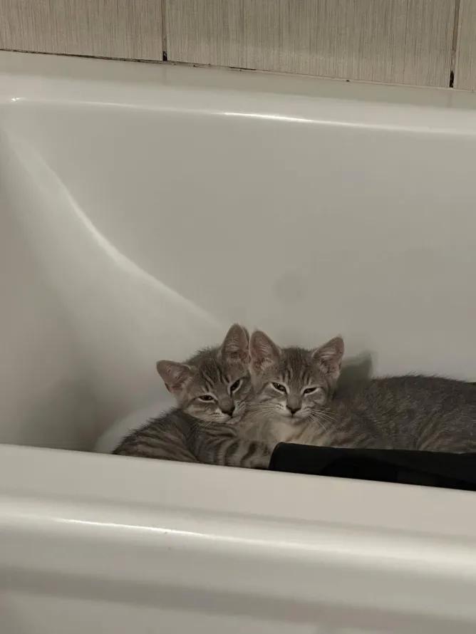 4 Kittens (Legolas, Aragorn, Frodo, Samwise), a ADOPTABLE Domestic Short Hair in Weehawken, NJ image 2/6