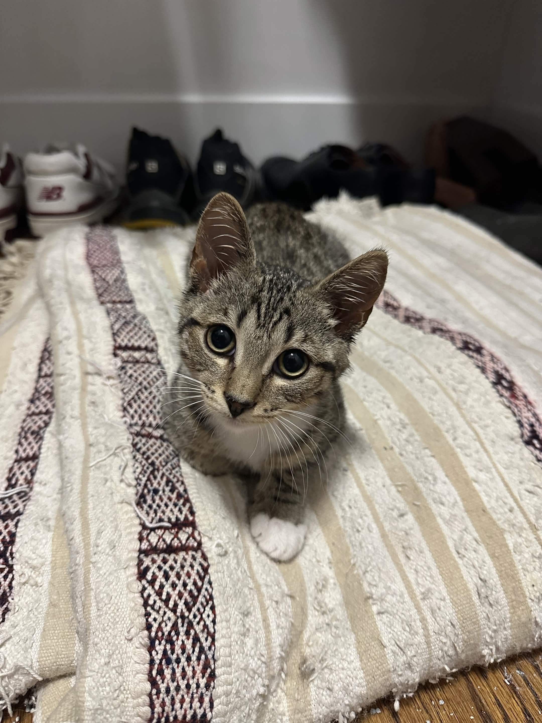 4 Kittens (Legolas, Aragorn, Frodo, Samwise), a ADOPTABLE Domestic Short Hair in Weehawken, NJ image 4/6