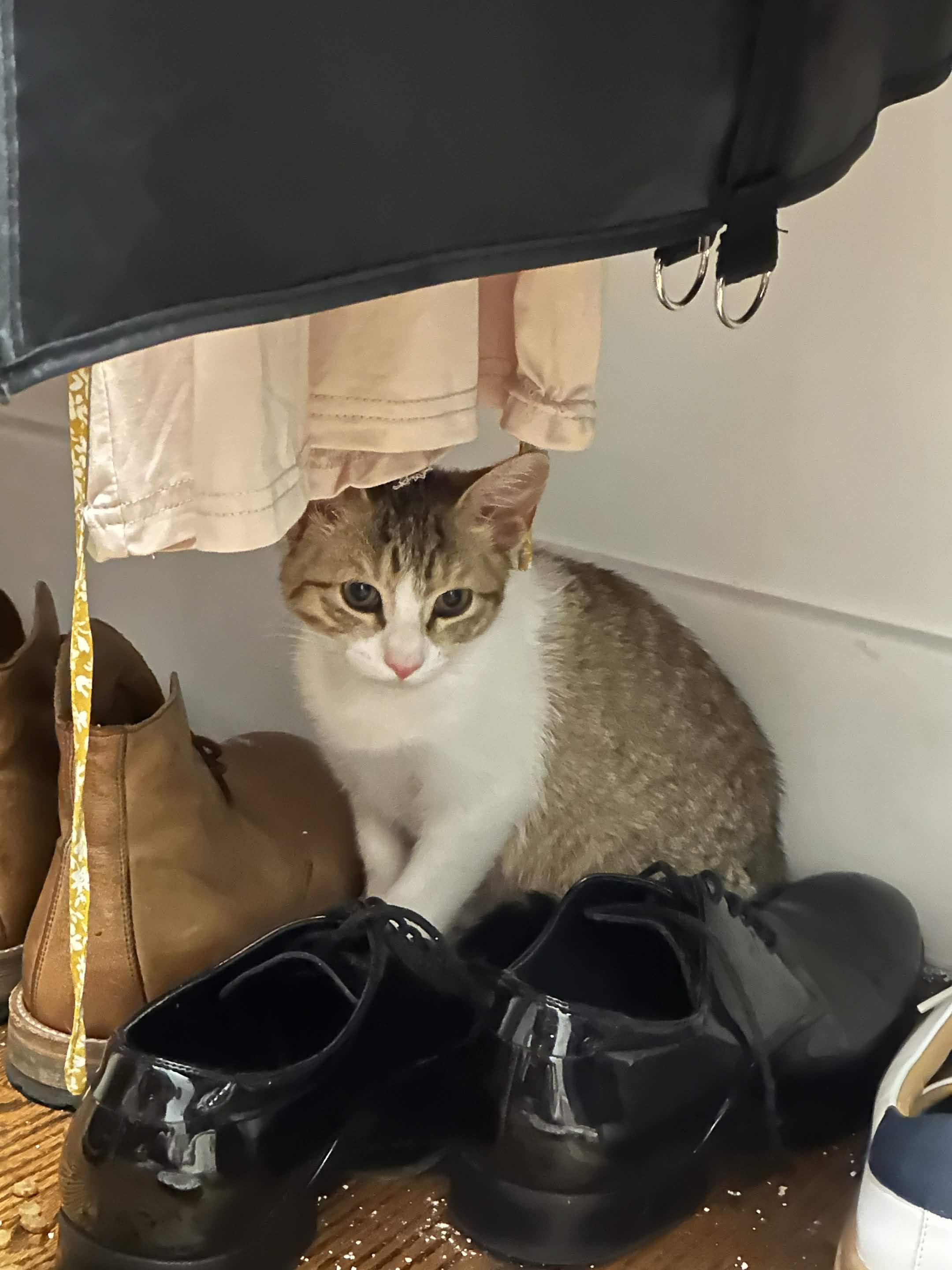 4 Kittens (Legolas, Aragorn, Frodo, Samwise), a ADOPTABLE Domestic Short Hair in Weehawken, NJ image 3/6