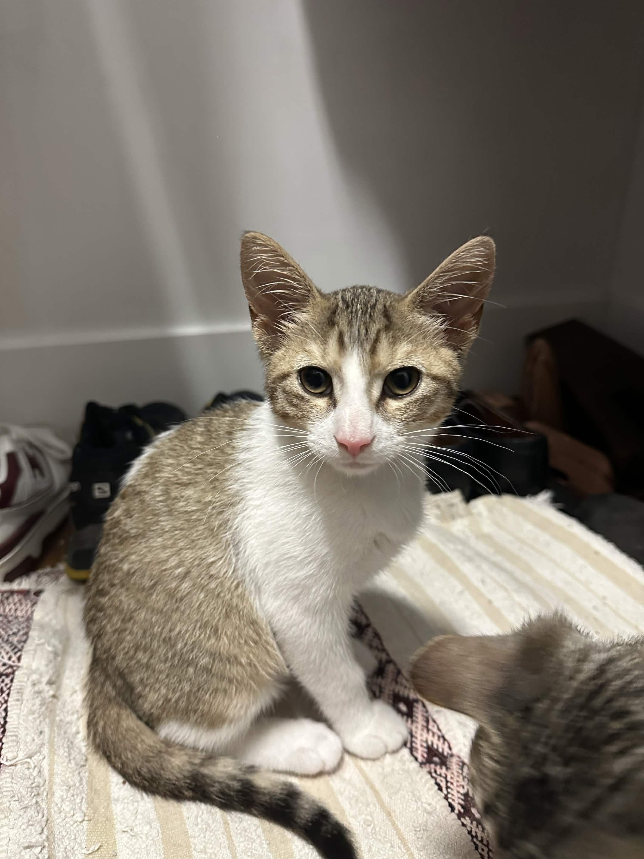 4 Kittens (Legolas, Aragorn, Frodo, Samwise), a ADOPTABLE Domestic Short Hair in Weehawken, NJ image 5/6
