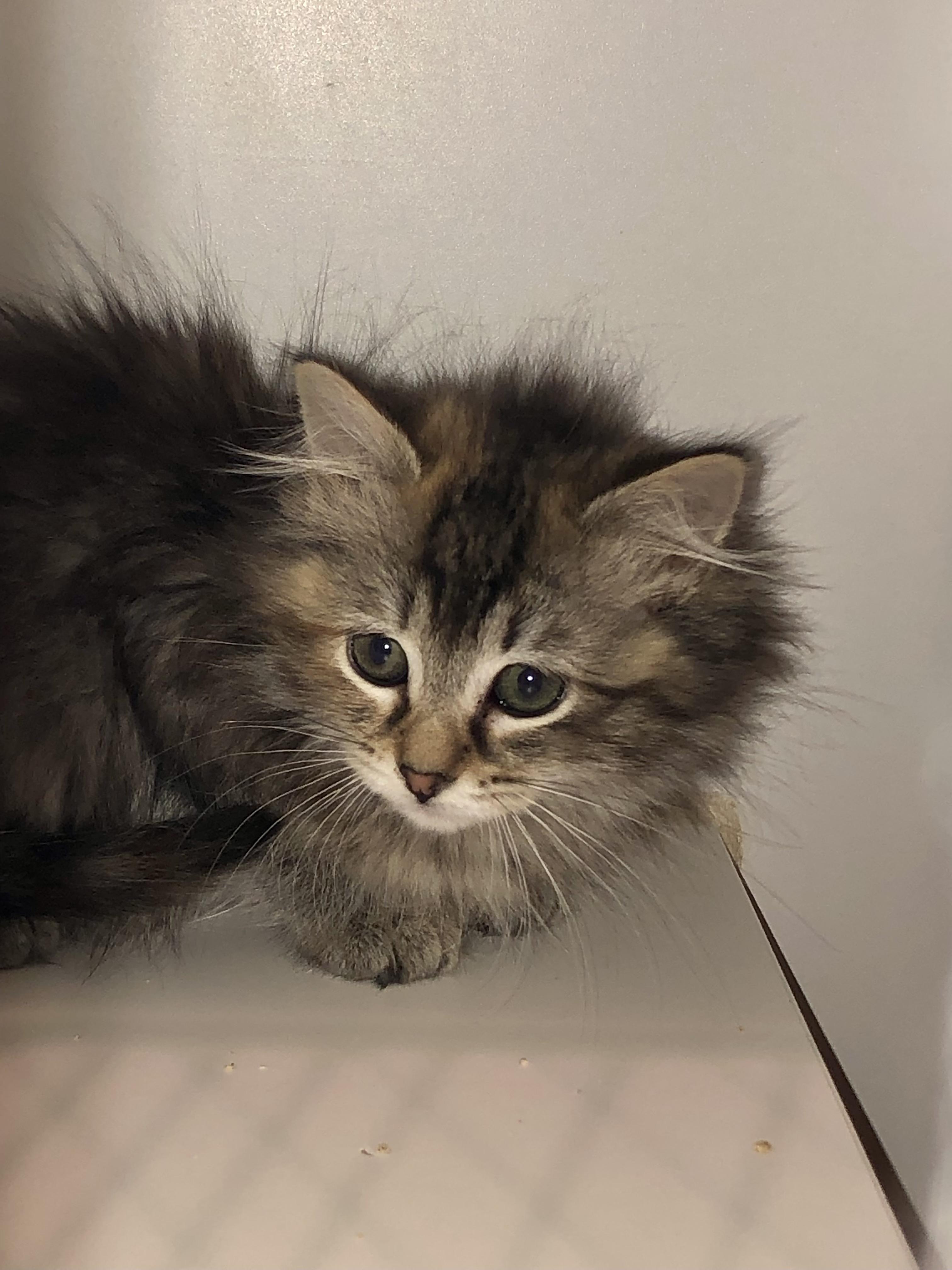 Enlarge Mystique, a Adoptable Domestic Medium Hair in Salisbury, MA image 1/1