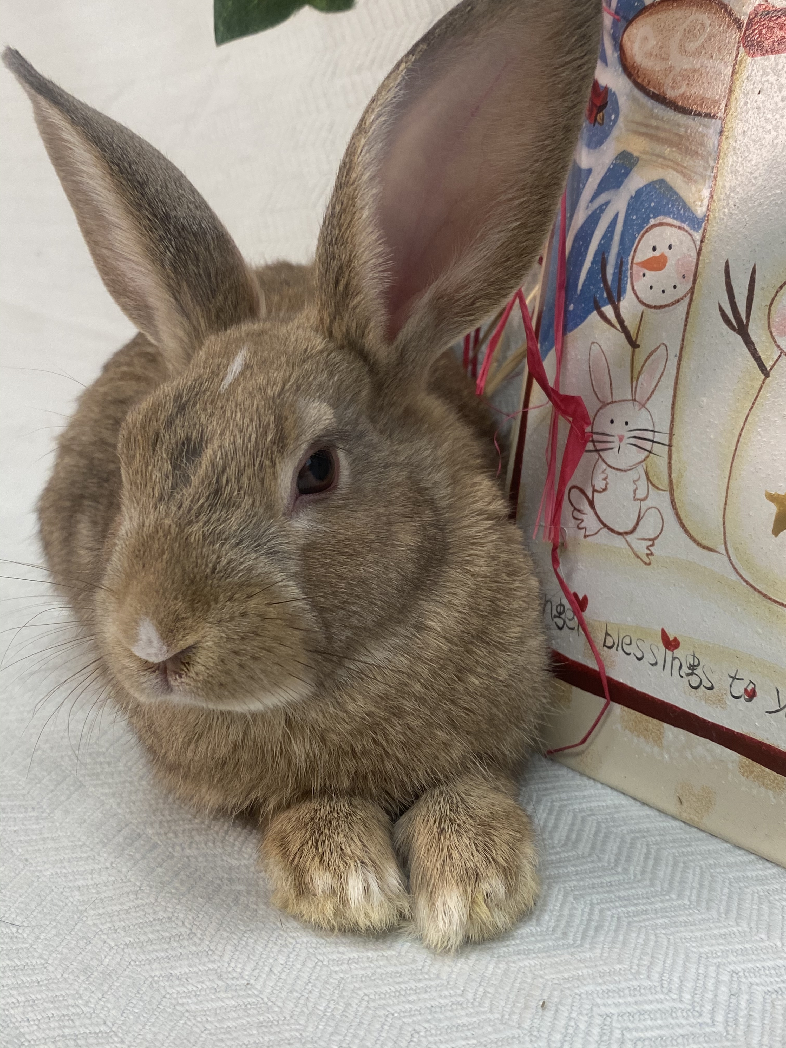 Rudolph photo 5