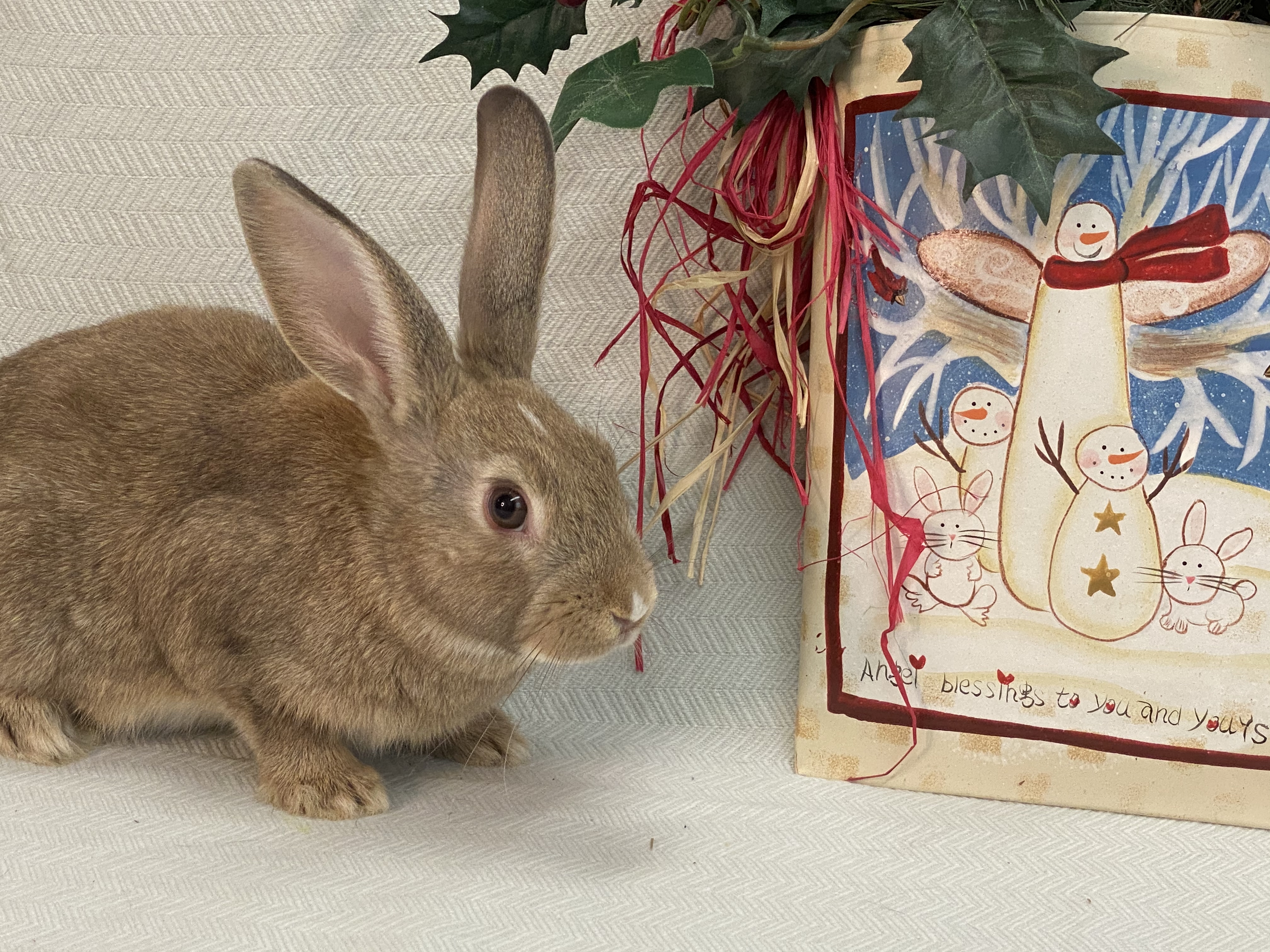 Rudolph photo 1