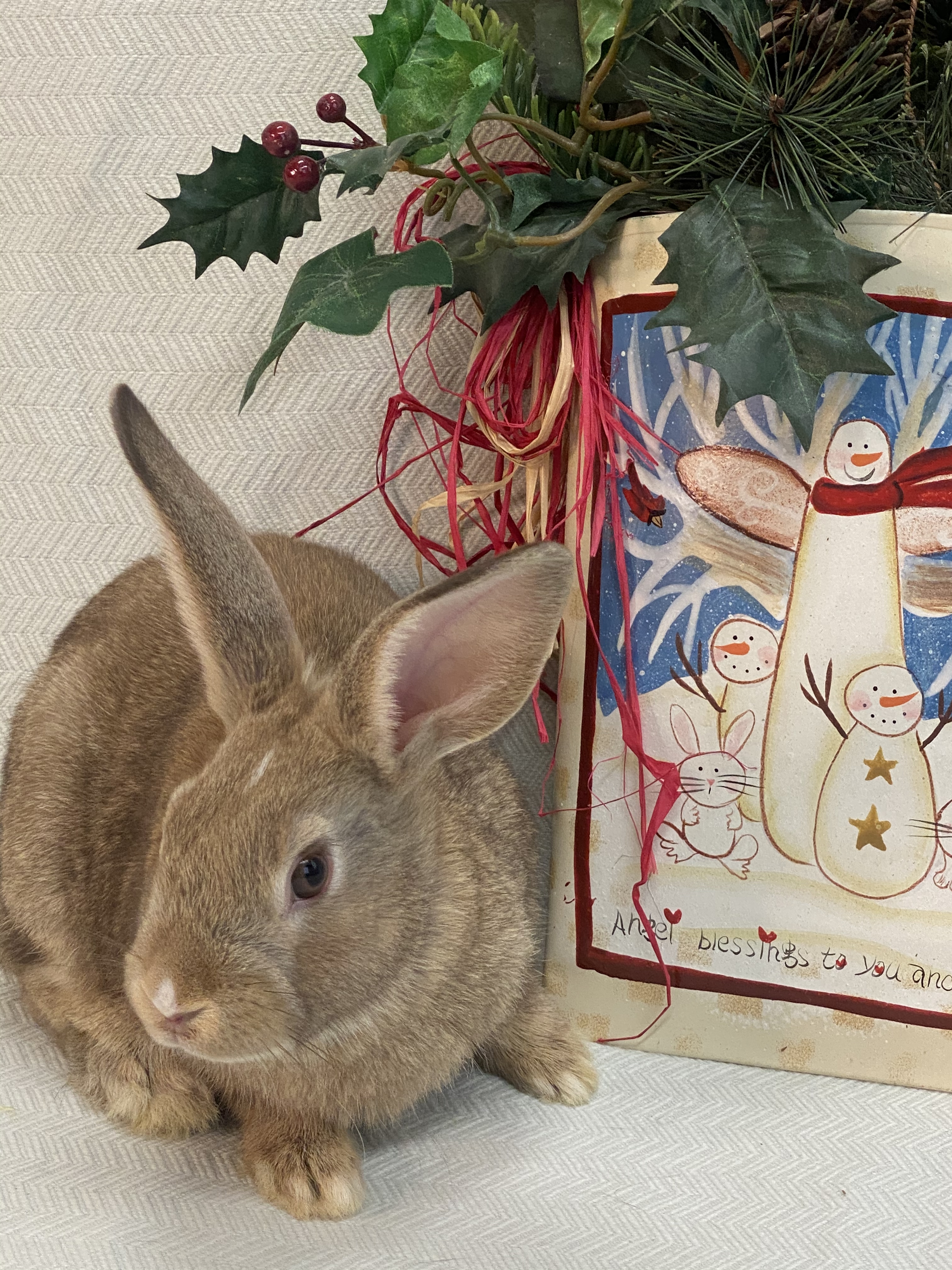 Rudolph photo 3