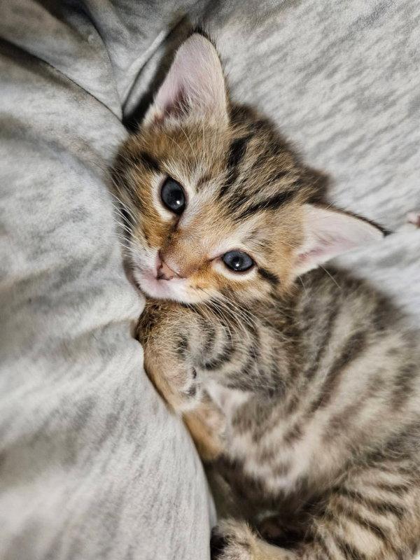 Billy, Adopted, Young Male Tabby.