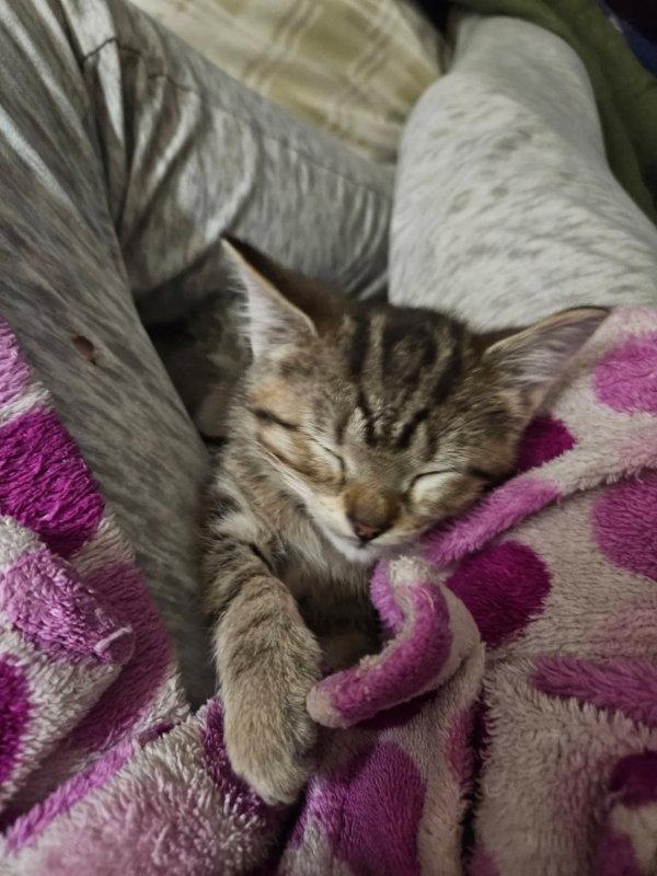 Enlarge Billy, a Adopted Tabby in Knoxville, TN image 2/3