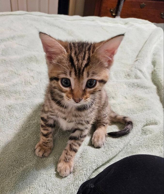 Enlarge Billy, a Adopted Tabby in Knoxville, TN image 3/3