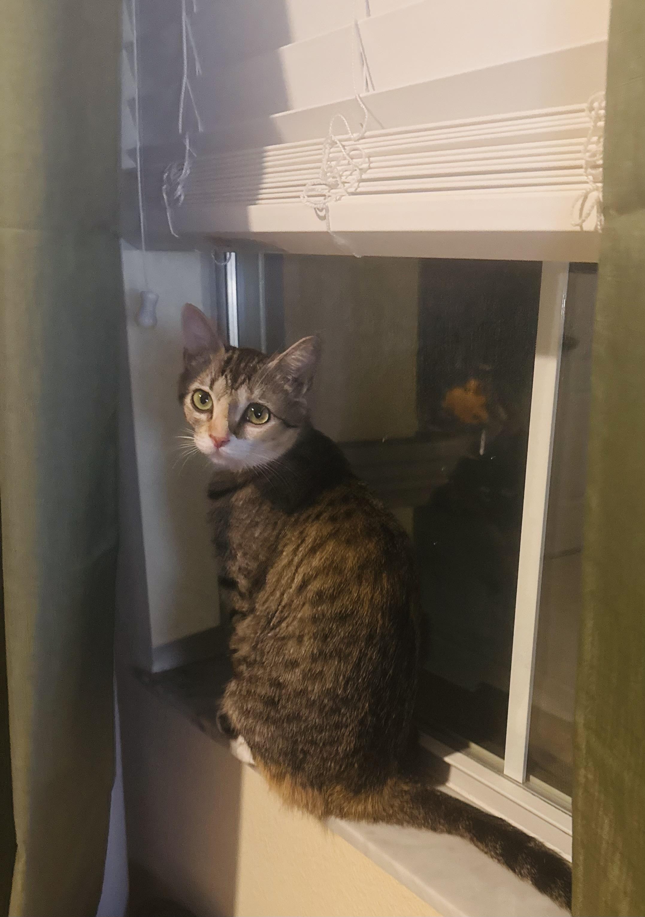 Journey (very loving) SEE VIDEO! , a ADOPTABLE Domestic Short Hair in Deland, FL image 4/5