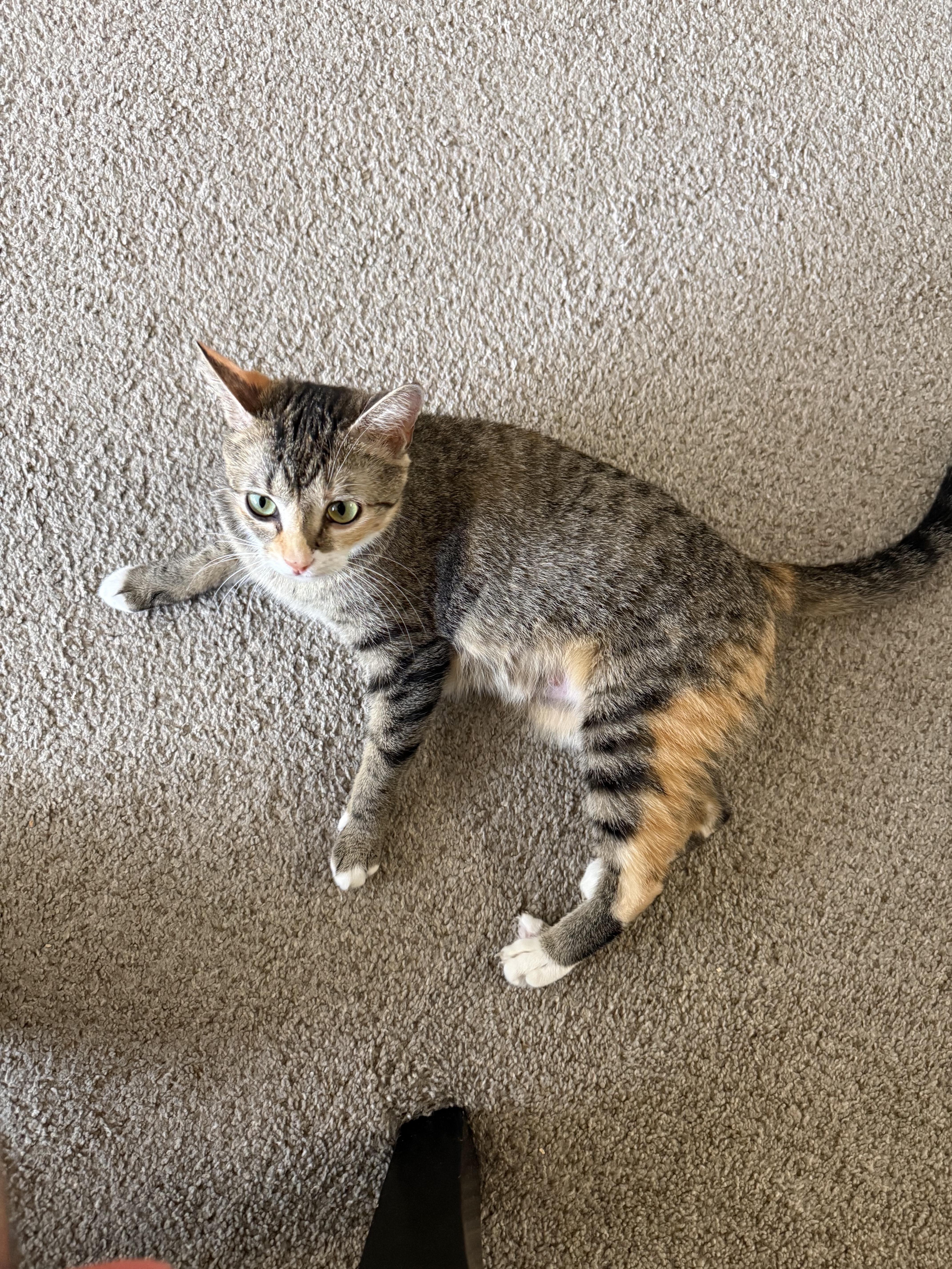 Journey (very loving) SEE VIDEO! , a ADOPTABLE Domestic Short Hair in Deland, FL image 5/5