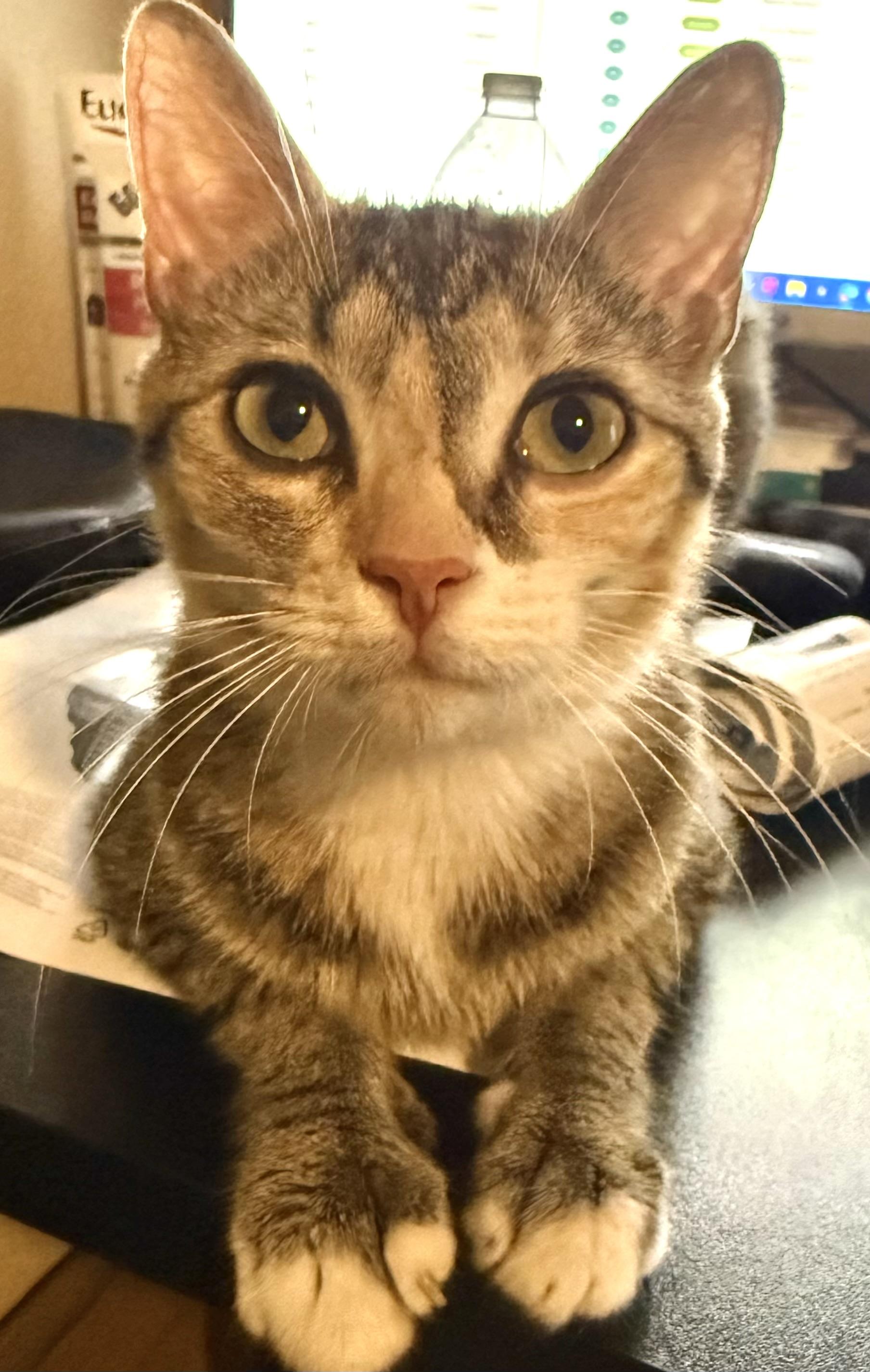 Journey (very loving) SEE VIDEO! , ADOPTABLE, Young Female Domestic Short Hair.