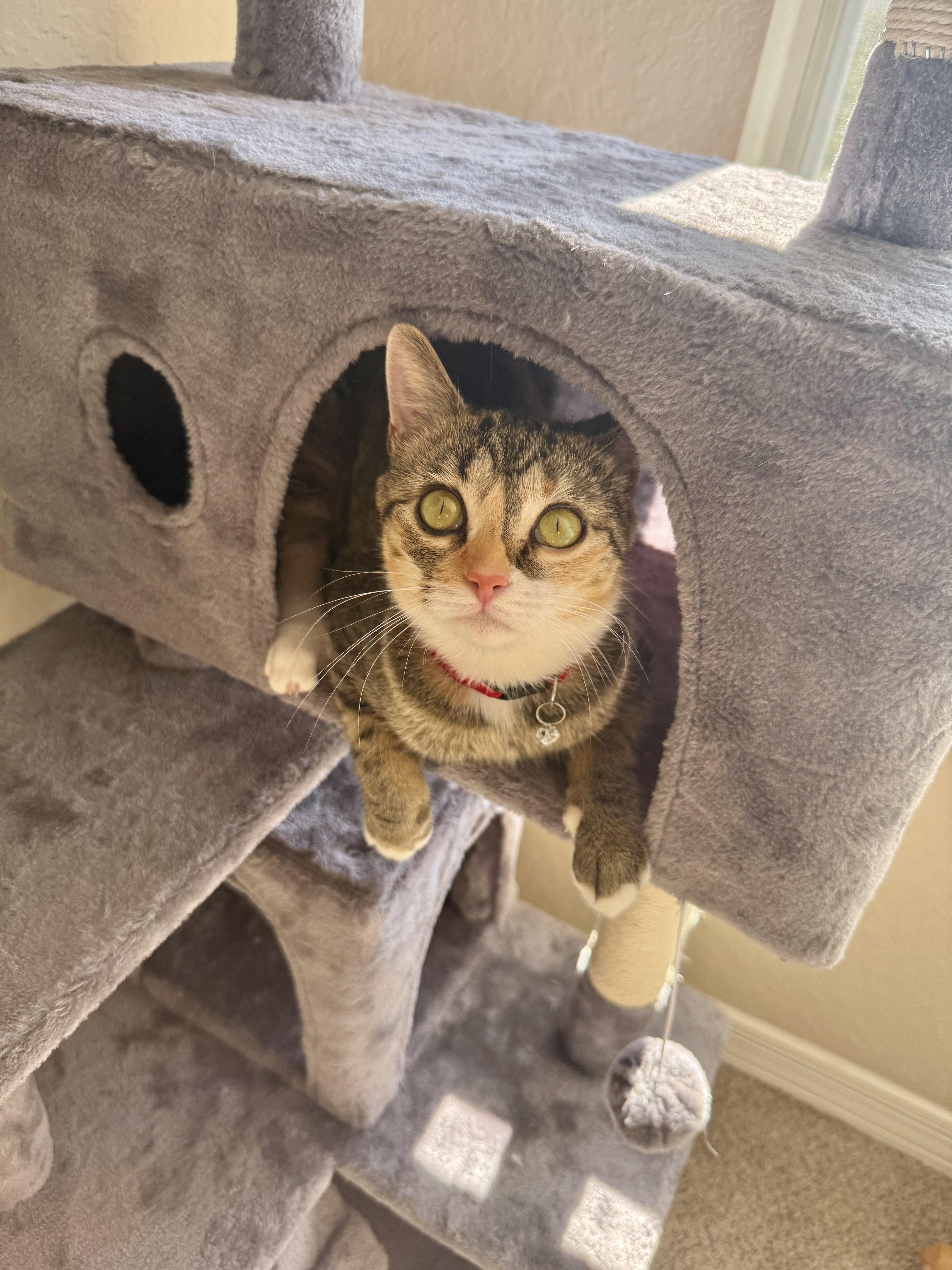 Journey (very loving) SEE VIDEO! , a ADOPTABLE Domestic Short Hair in Deland, FL image 2/5