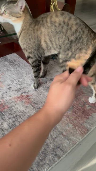 Enlarge Journey (very loving) SEE VIDEO! , a ADOPTABLE Domestic Short Hair in Deland, FL video 3/5