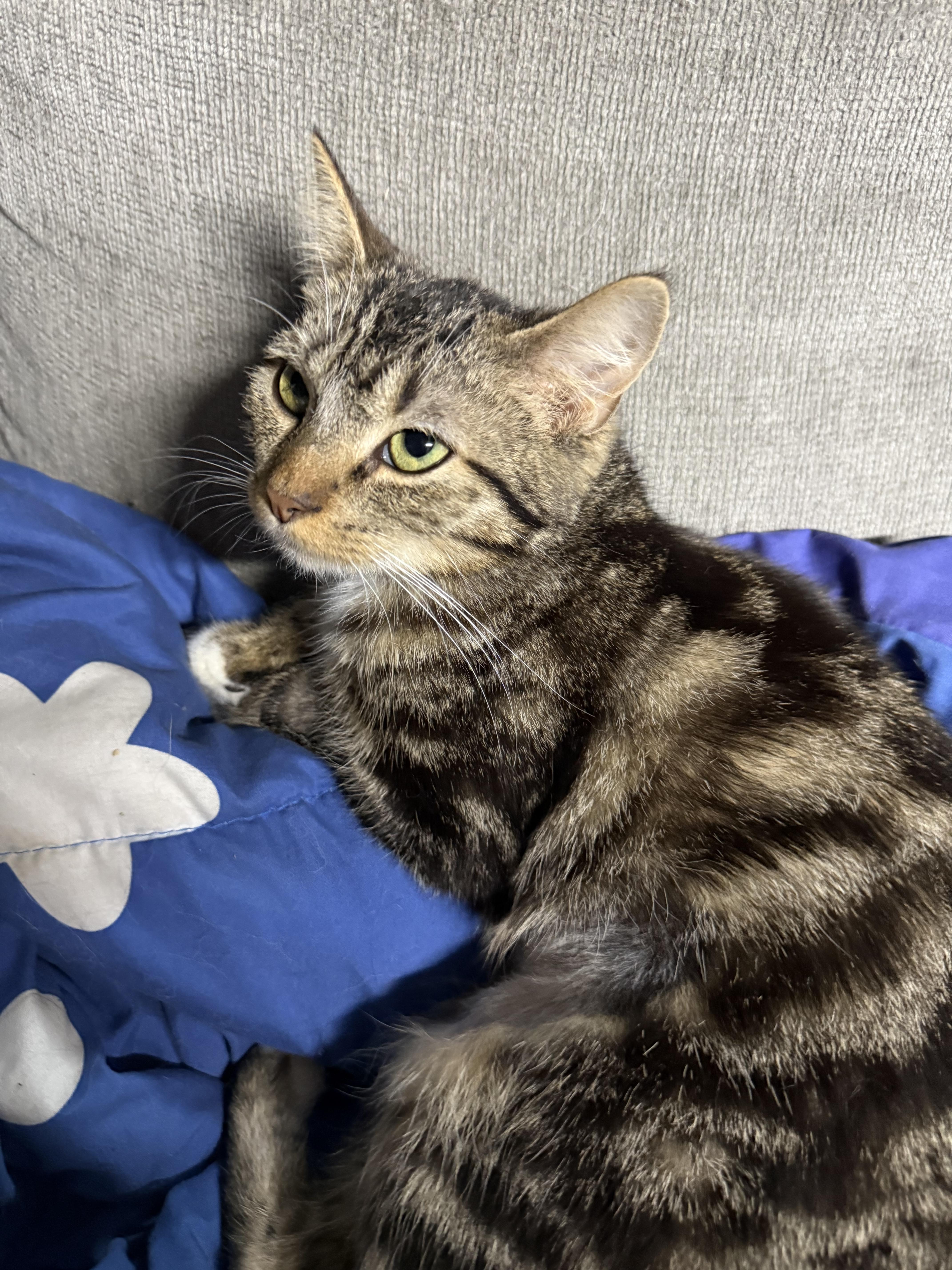 Chicken noodle!, Adoptable, Young Female American Shorthair.