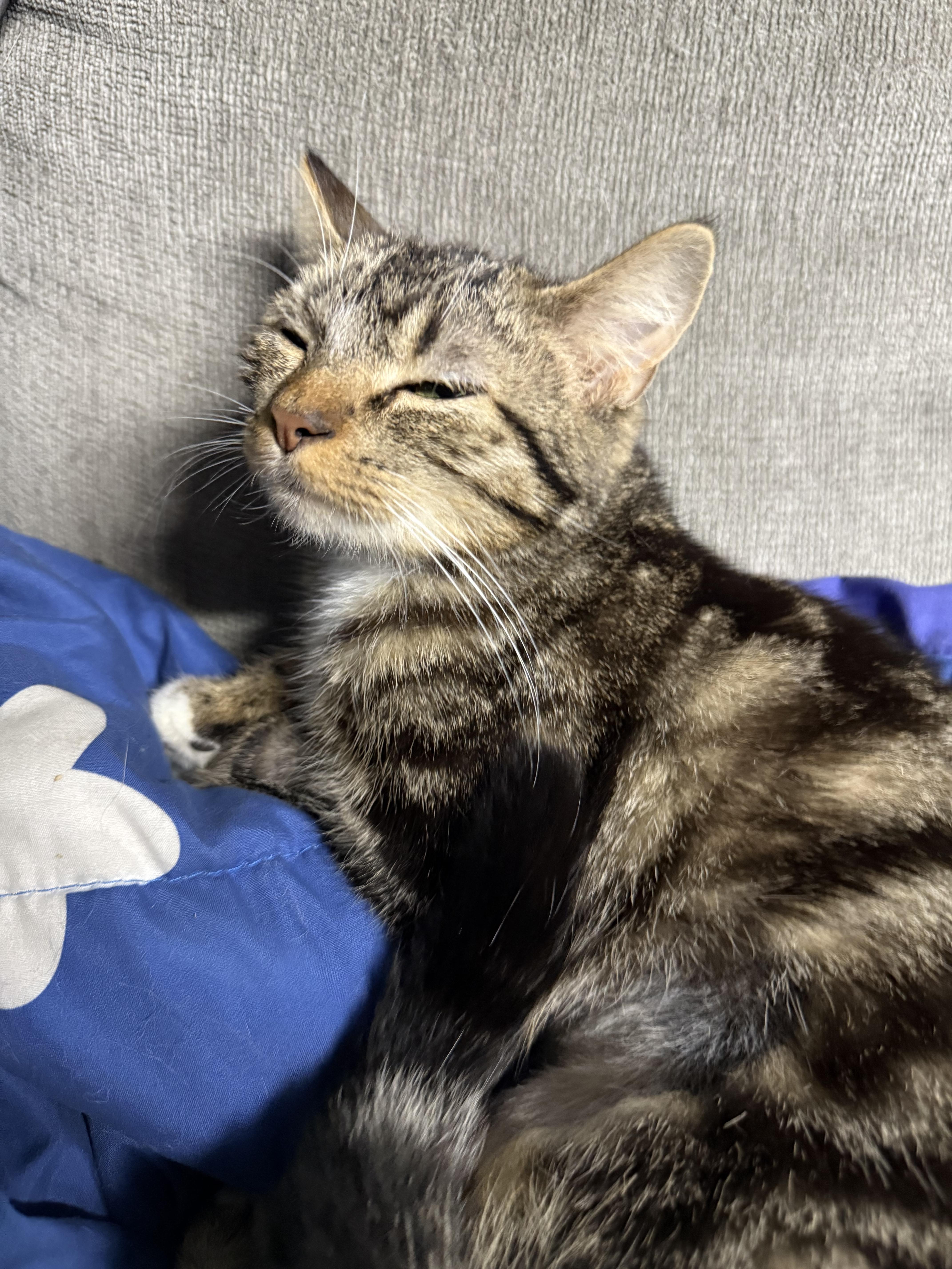 Chicken noodle!, a Adoptable American Shorthair in Elmira, NY image 2/4