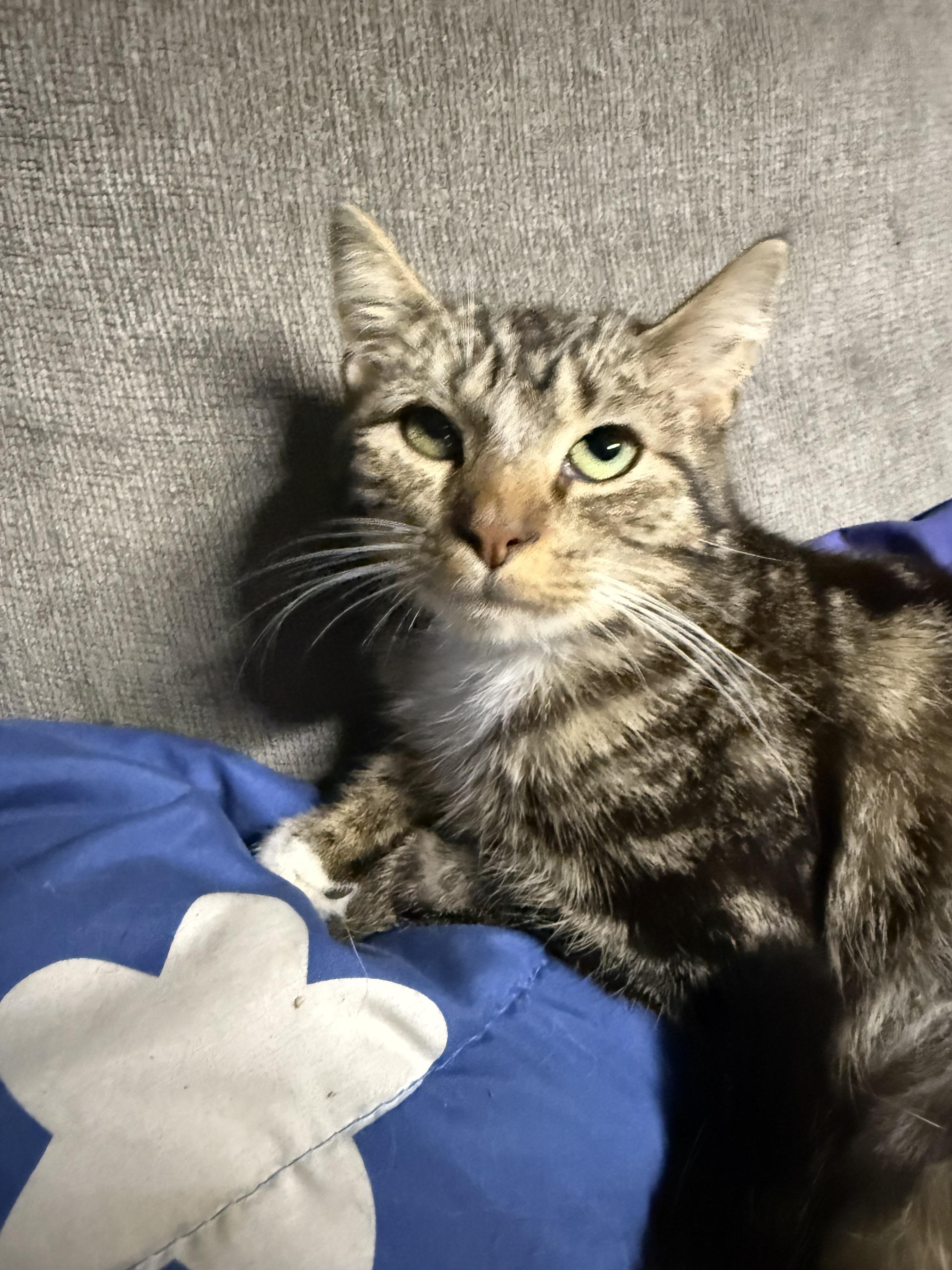 Chicken noodle!, a Adoptable American Shorthair in Elmira, NY image 3/4