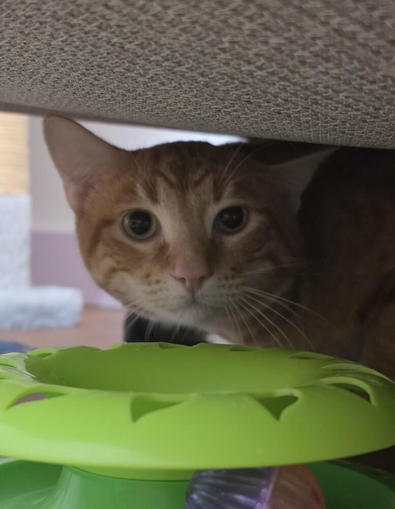 George, Adoptable, Kitten Male Domestic Short Hair.