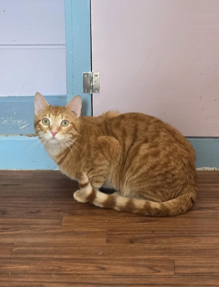 George, Adoptable, Kitten Male Domestic Short Hair.