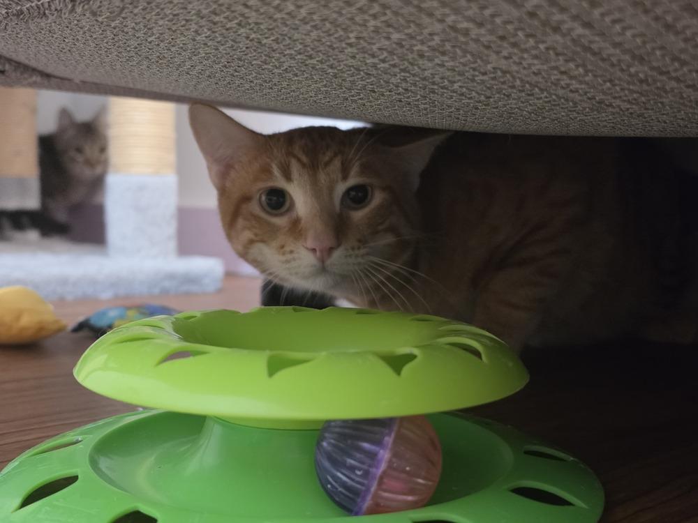 Enlarge George, a Adoptable Domestic Short Hair in Wild Rose, WI image 2/2