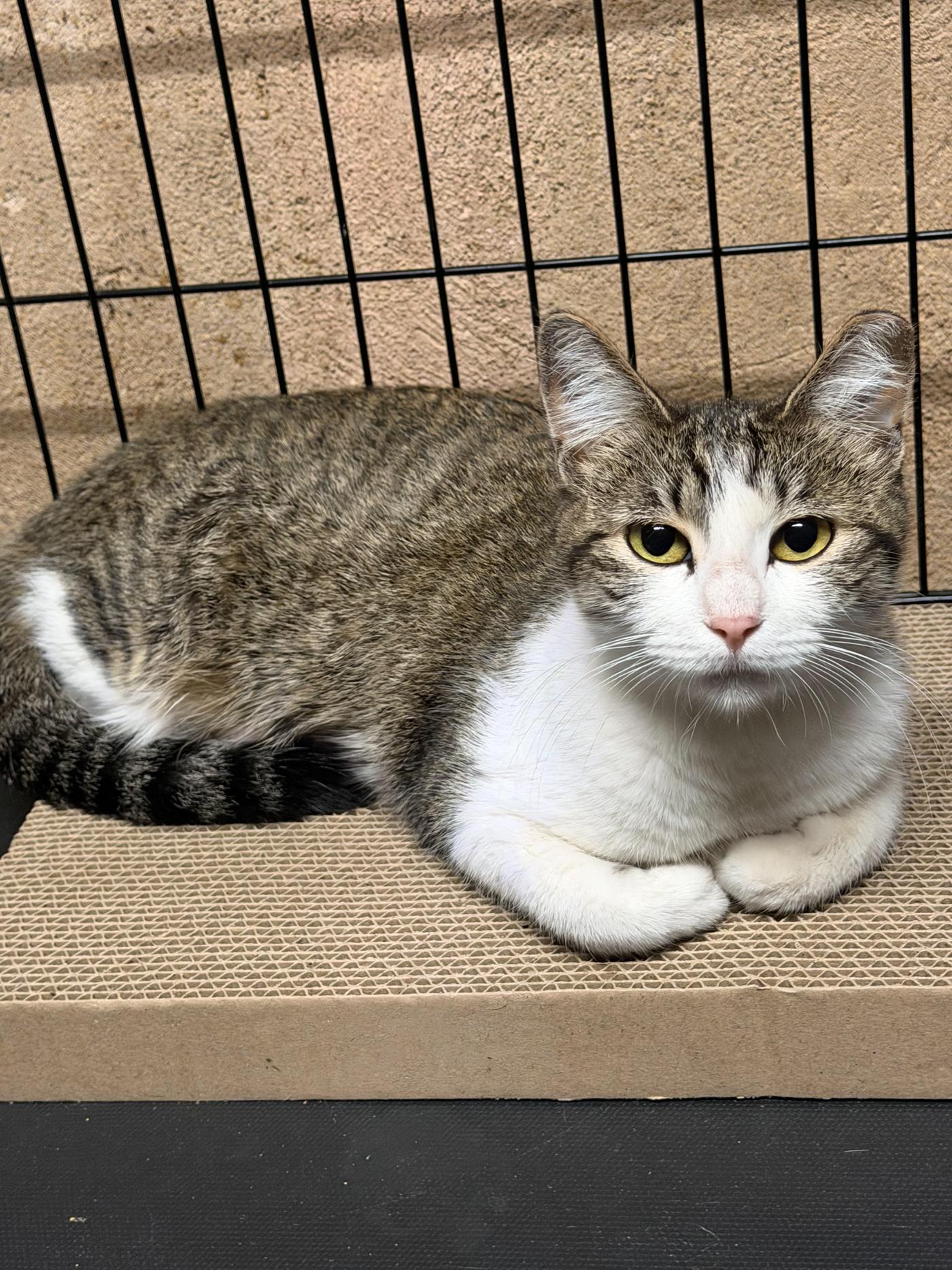 Enlarge Meow, a ADOPTABLE Domestic Short Hair in Marana, AZ image 4/4