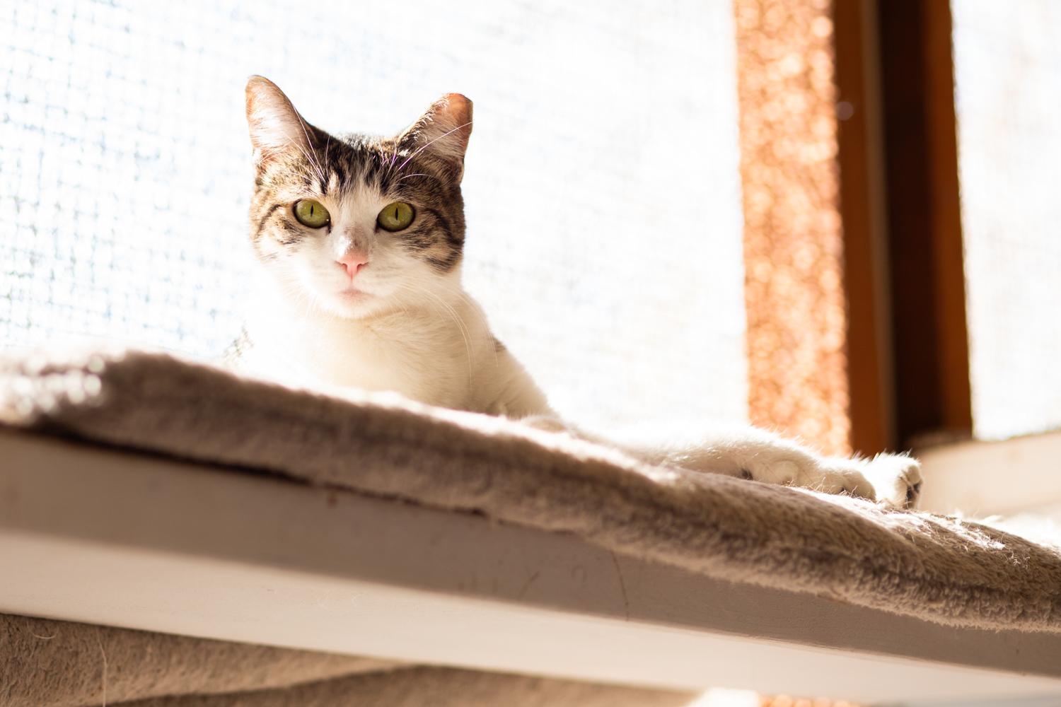 Enlarge Meow, a ADOPTABLE Domestic Short Hair in Marana, AZ image 1/4