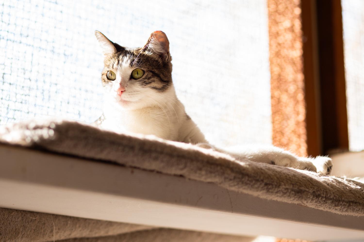 Enlarge Meow, a ADOPTABLE Domestic Short Hair in Marana, AZ image 2/4