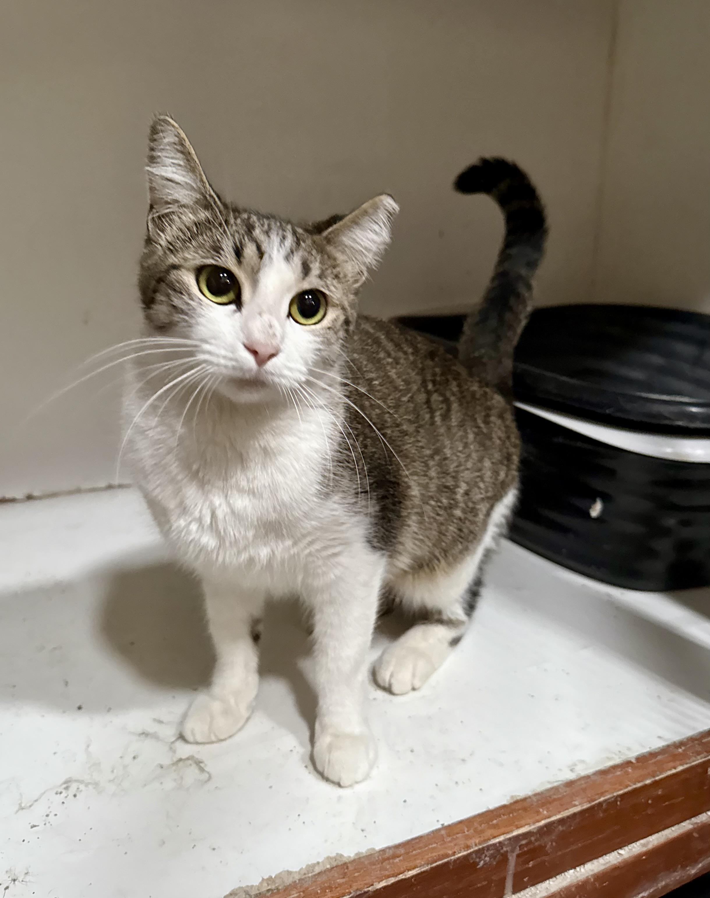 Meow — thumbnail 4