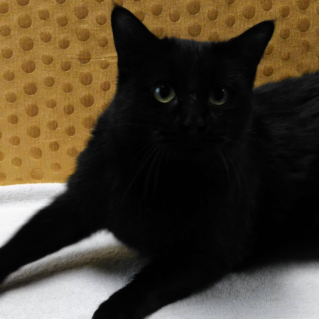 Harry, Adoptable, Young Male Domestic Short Hair.