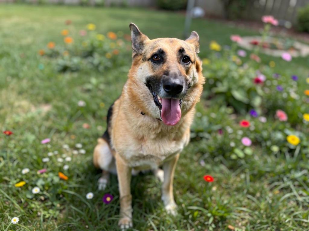 Jade, Adoptable, Adult Female German Shepherd Dog.
