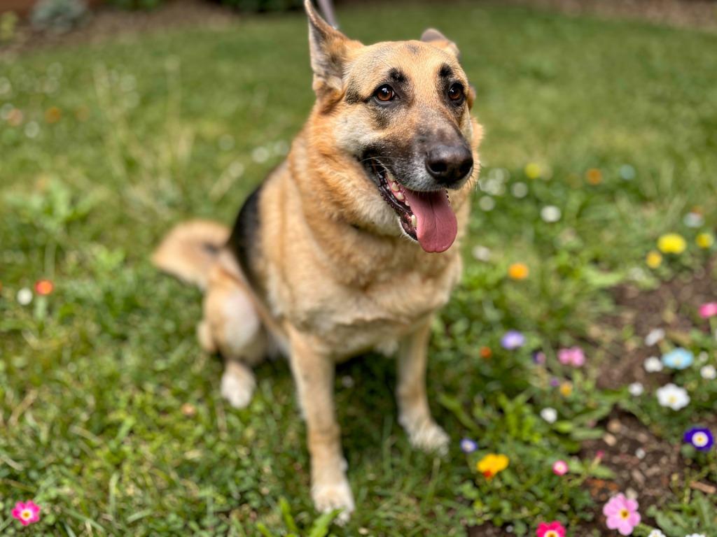 Enlarge Jade, a Adoptable German Shepherd Dog in Sebastian, FL image 3/3