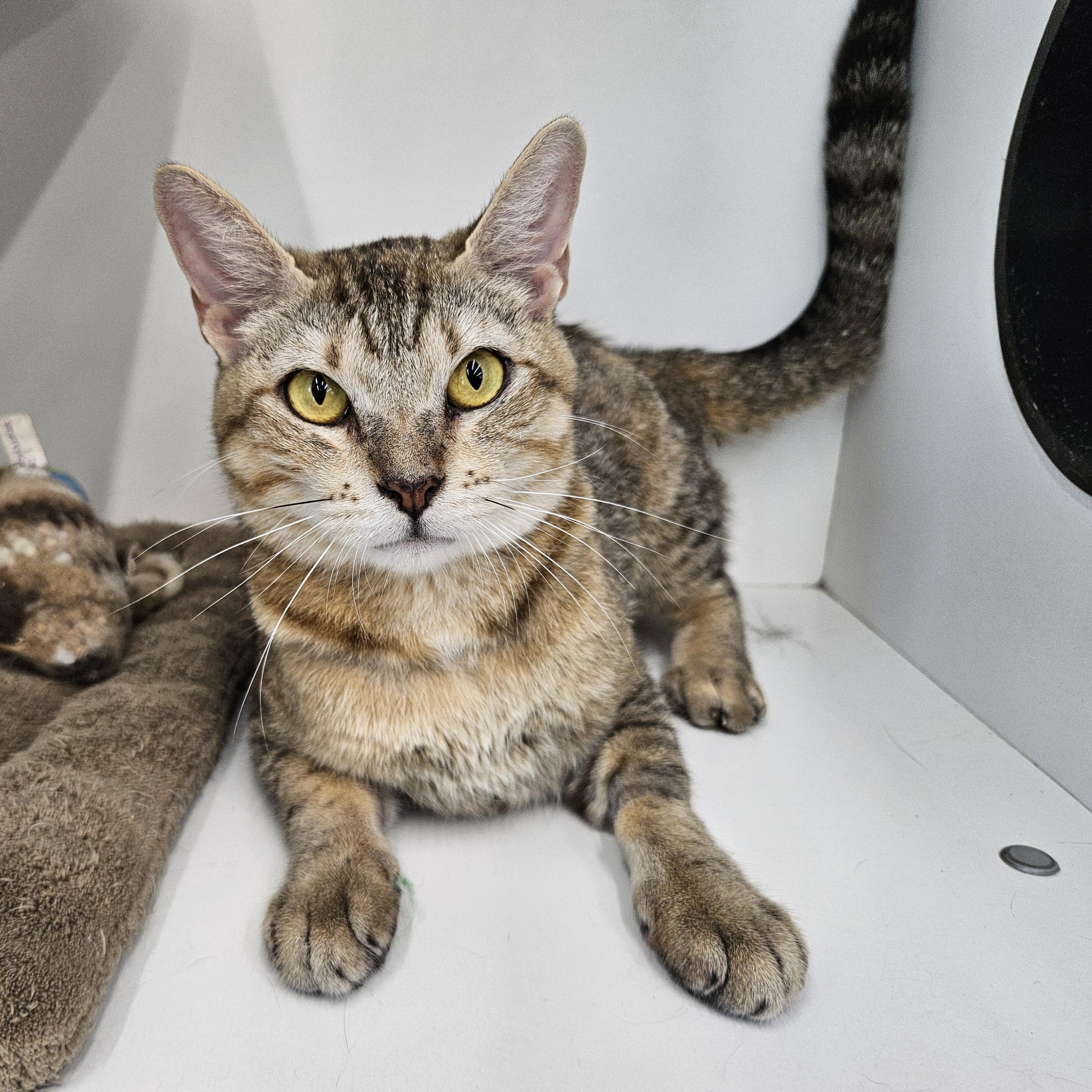 Enlarge Honey (Fee Waived), a Adopted Domestic Short Hair in Alvin, TX image 2/6