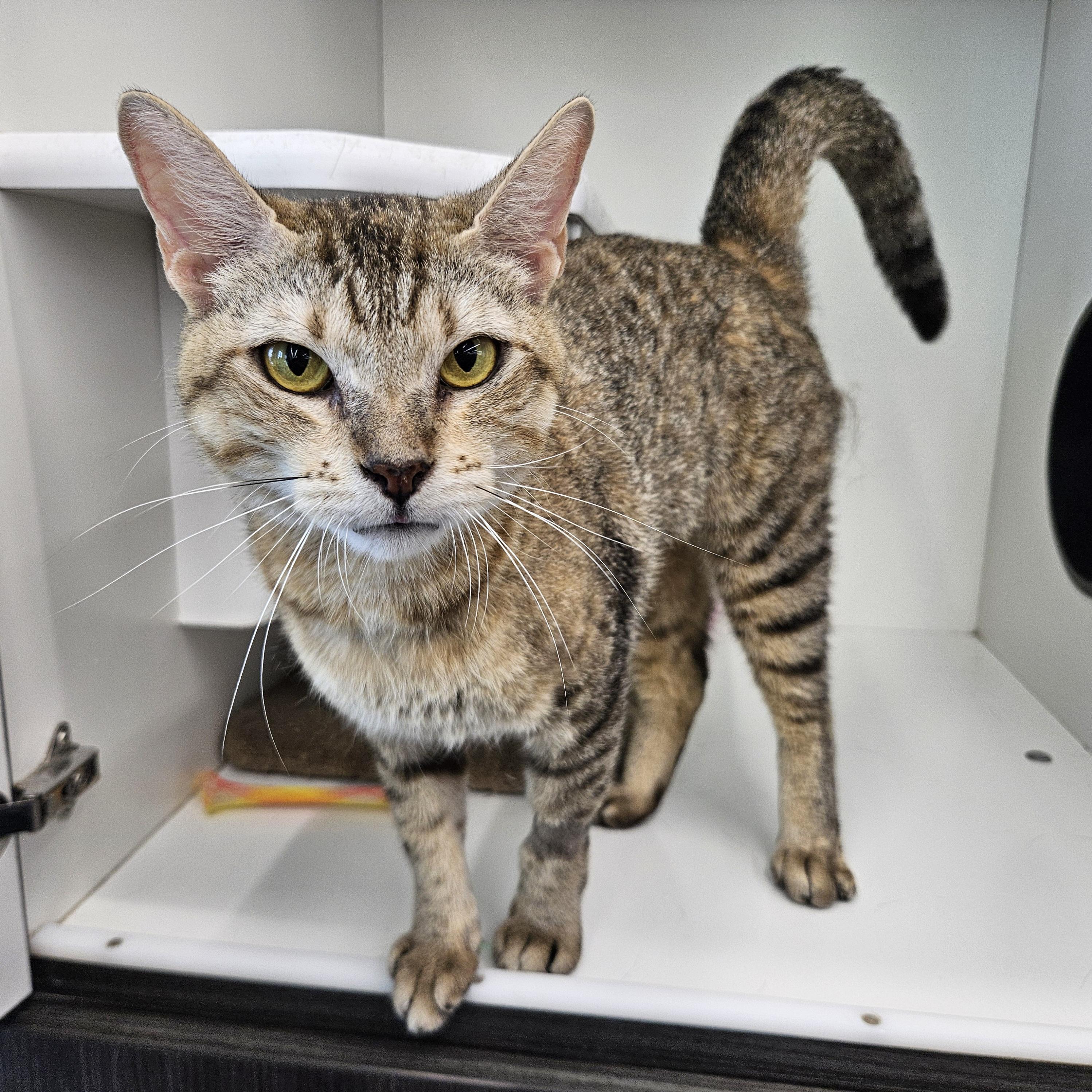 Enlarge Honey (Fee Waived), a Adopted Domestic Short Hair in Alvin, TX image 5/6