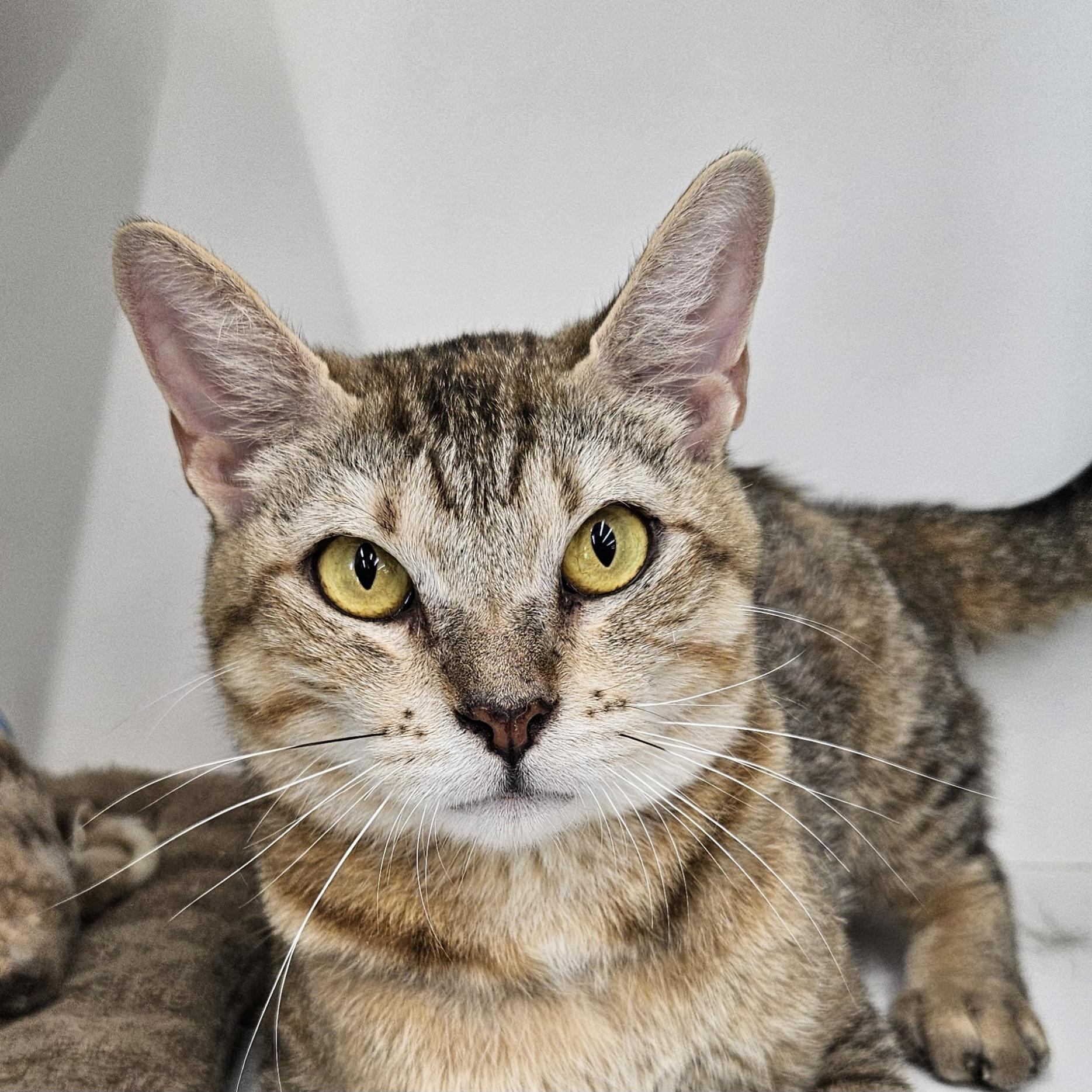 Enlarge Honey (Fee Waived), a Adopted Domestic Short Hair in Alvin, TX image 6/6