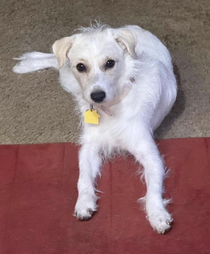 Lily, Adoptable, Young Female Terrier.